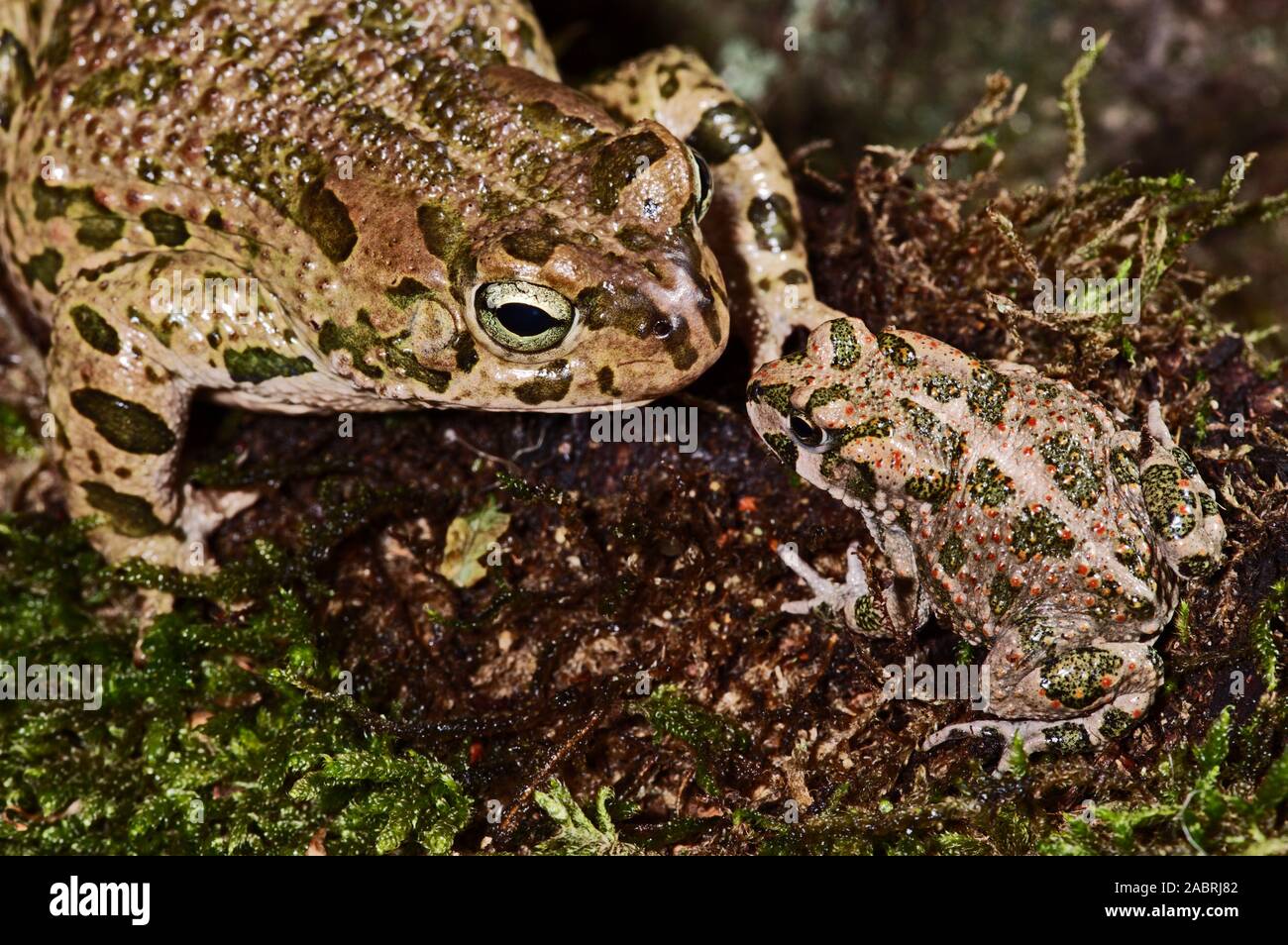 BUFOTES (Bufo) VIRIDIS CRAPAUD VERT. Adulte. Profil. Vue latérale/latérale des patchs verts définie. Adulte et juvénile. Banque D'Images
