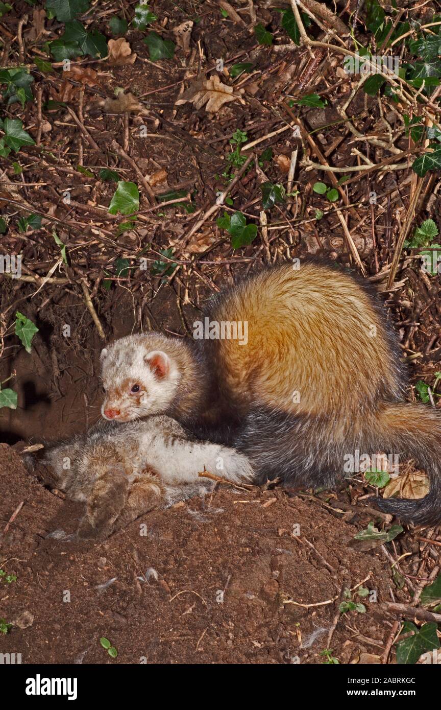 Le putois d'Amérique Mustela putorius furo avec Lapin (Oryctolagus cuniculus) en dehors des proies se terrent entrée. UK Banque D'Images