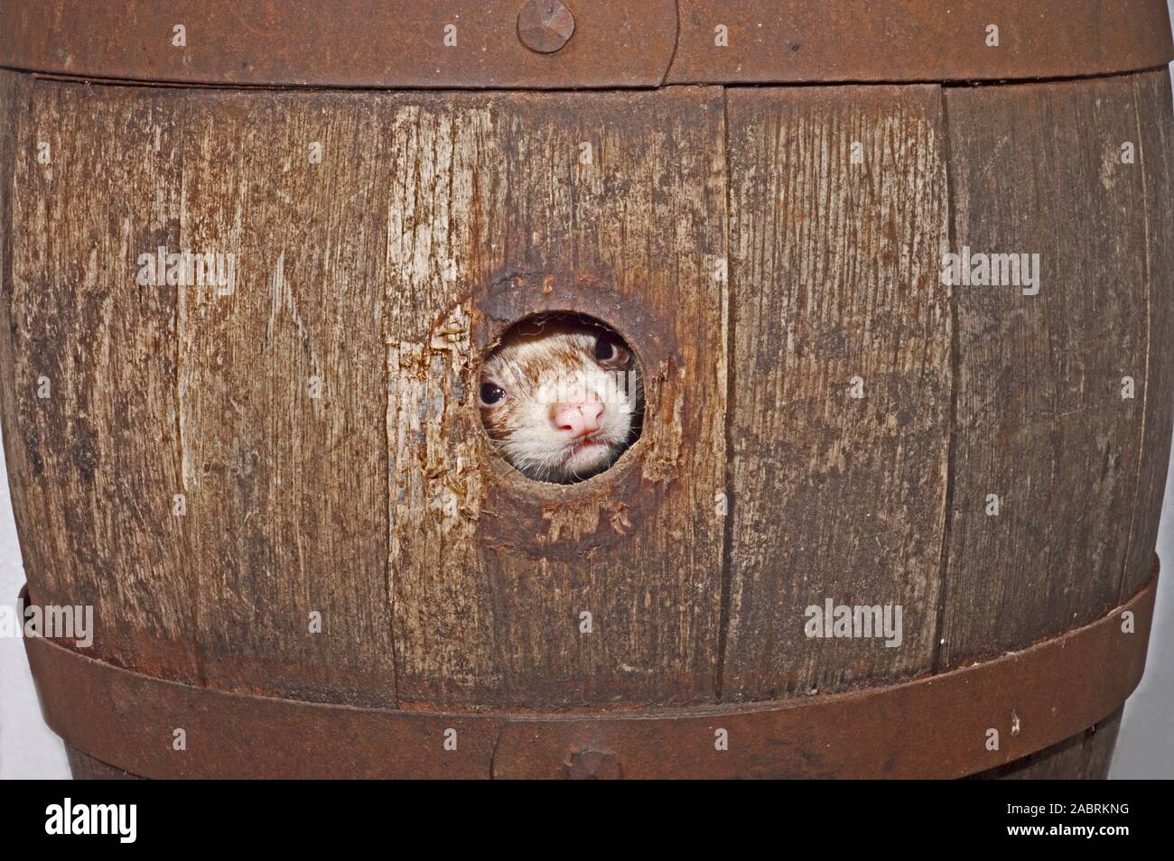 Le putois d'Amérique (Mustela putorius furo), à la recherche du trou dans le côté d'un baril de bière en bois. Banque D'Images