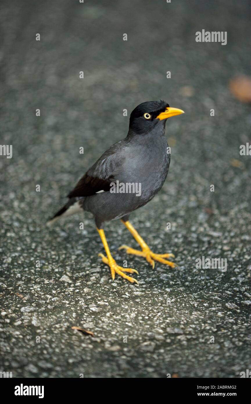 CYNA DE JUNGLE CHINOISE ou DÉGOÛTÉE (Acridothères crisstatellus). Singapour. Survivant adaptable dans une ville, une ville, un état, un environnement. Banque D'Images