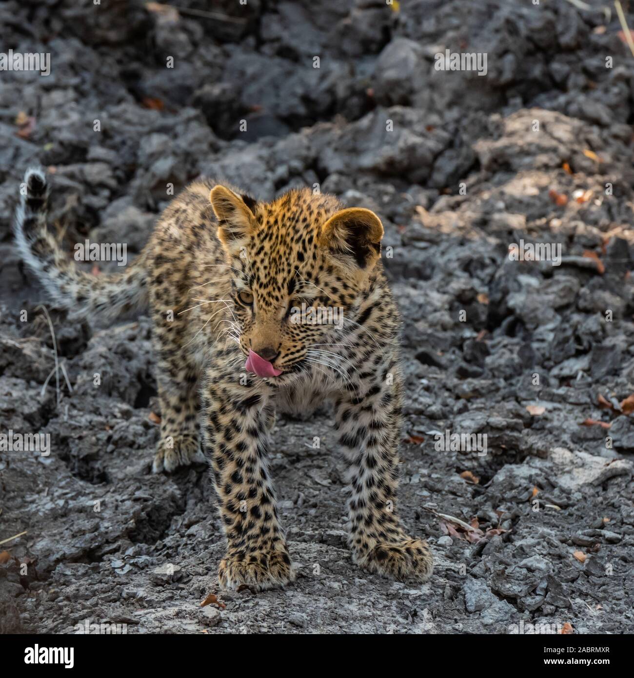 Leopard cub (isolé) marcher sur les trou d'eau Banque D'Images