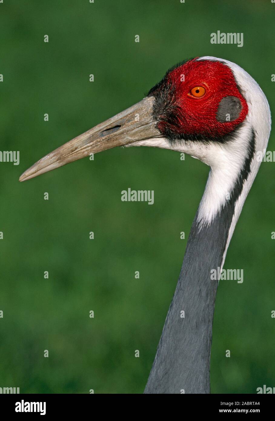 Grue à cou blanc (Grus vipeo). Profil de tête, Portrait d'un homme adulte de près. Banque D'Images