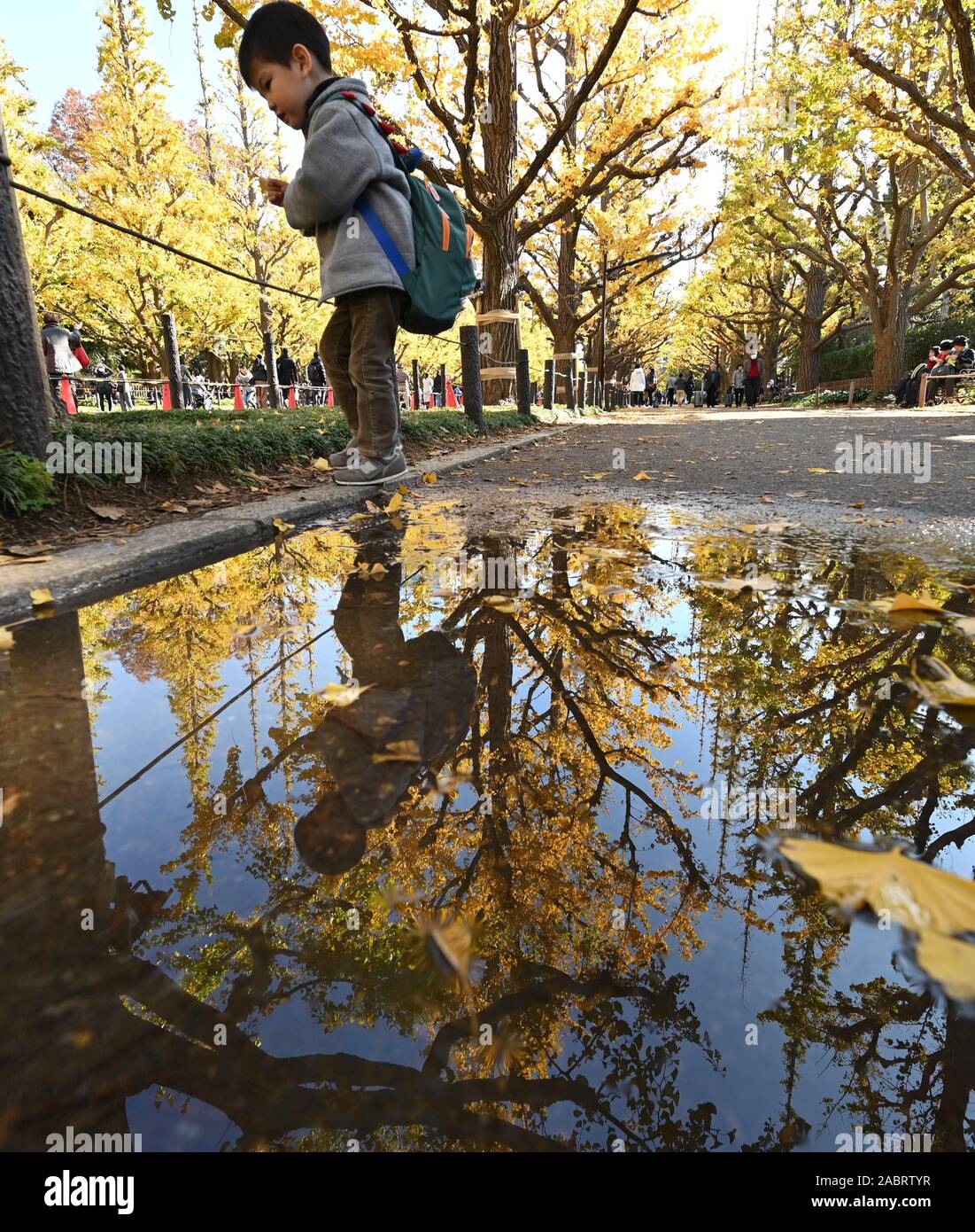 Tokyo, Japon. 29 Nov, 2019. Les feuilles des arbres Ginkgo tour jaune brillant à la fin de l'automne soleil à Meiji Jingu Gaien Park dans le hearet de Tokyo le vendredi 29 novembre, 2019. Credit : Natsuki Sakai/AFLO/Alamy Live News Banque D'Images