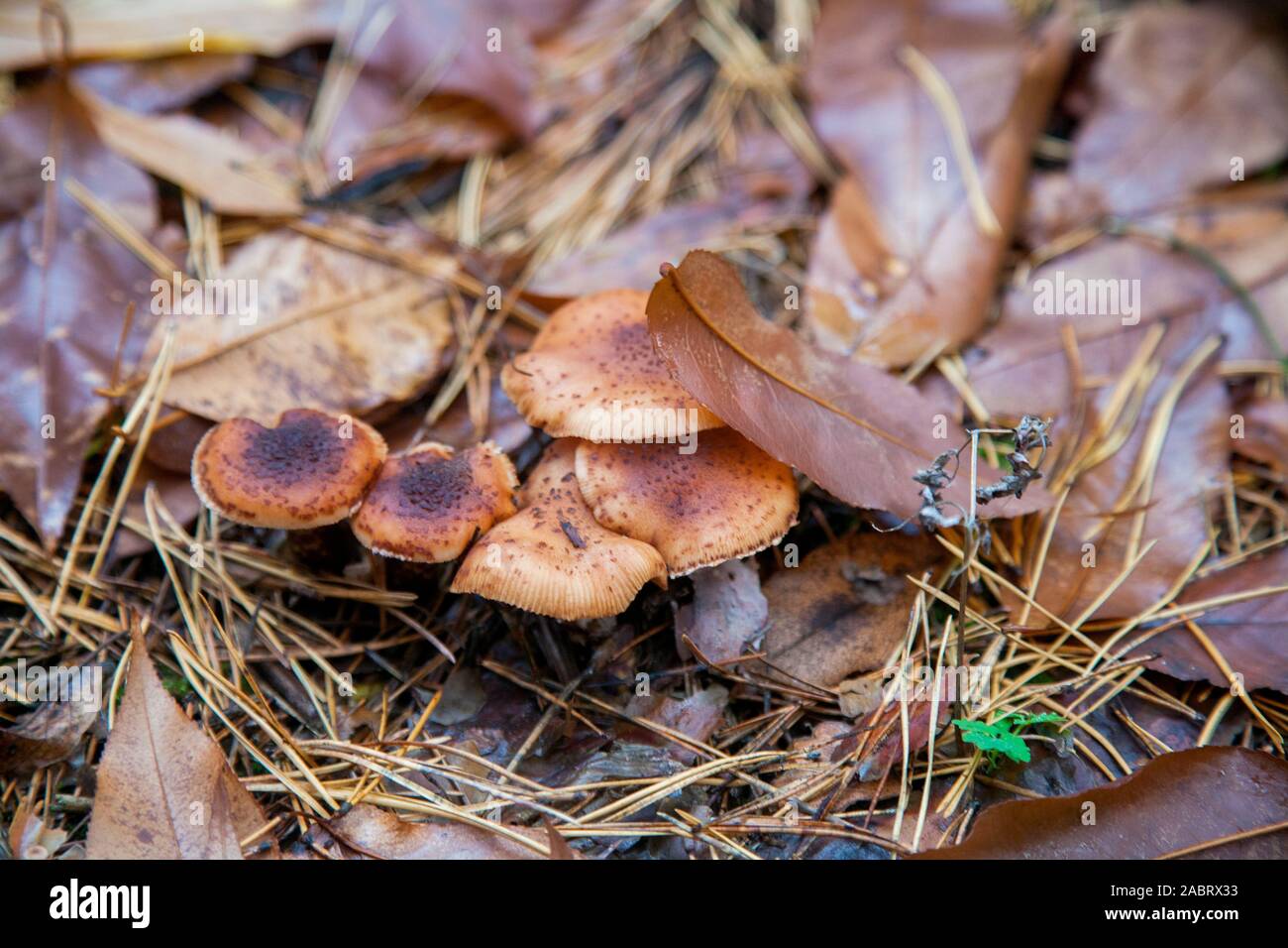 Groupe de champignons comestibles agarics miel connu sous le nom de l'Armillaria mellea dans une forêt de conifères de l'automne entre les feuilles rouge et jaune. Banque D'Images