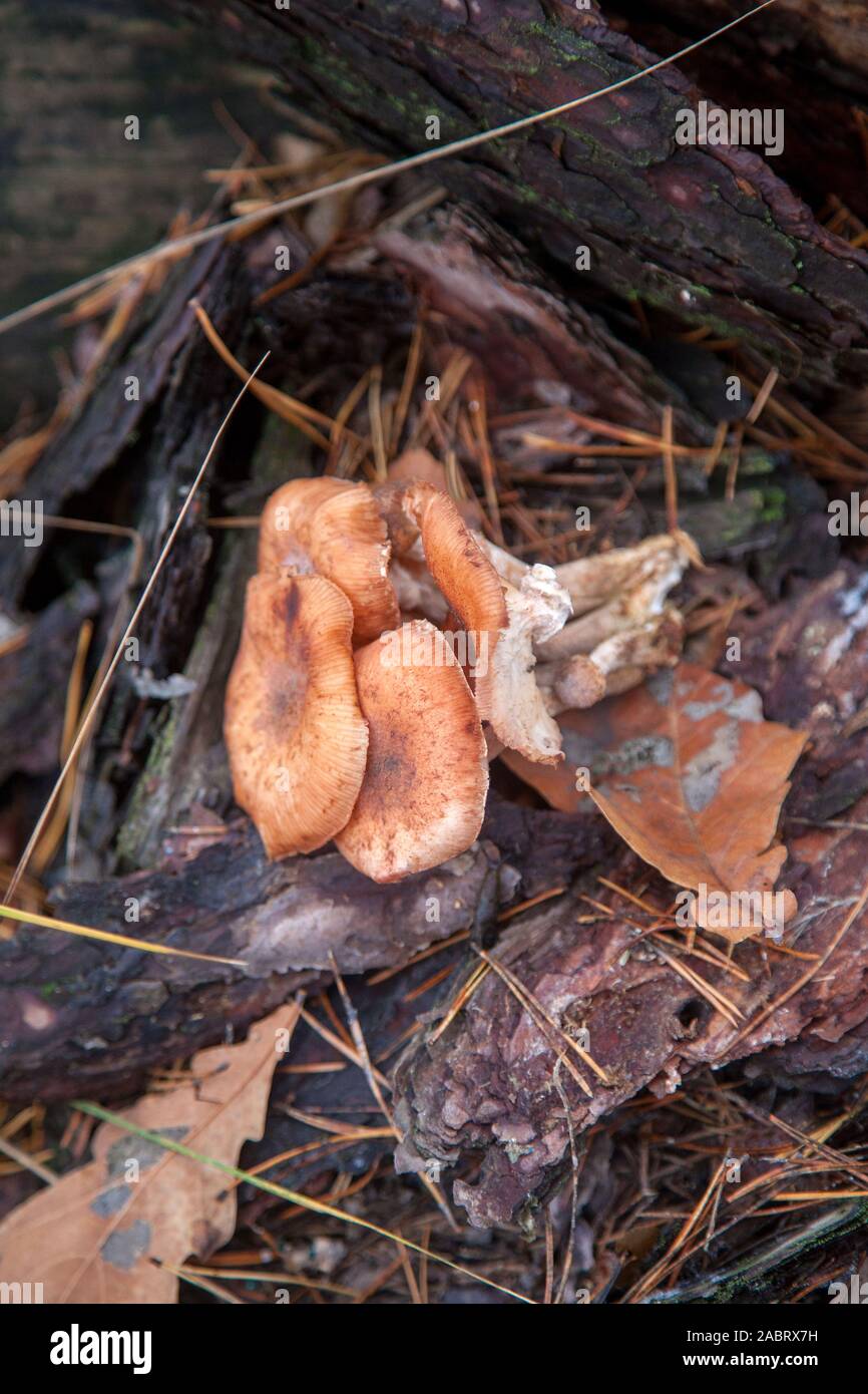 Récolte des champignons comestibles agarics miel connu sous le nom de l'Armillaria mellea sur un moignon de bois dans une forêt de conifères de l'automne Banque D'Images
