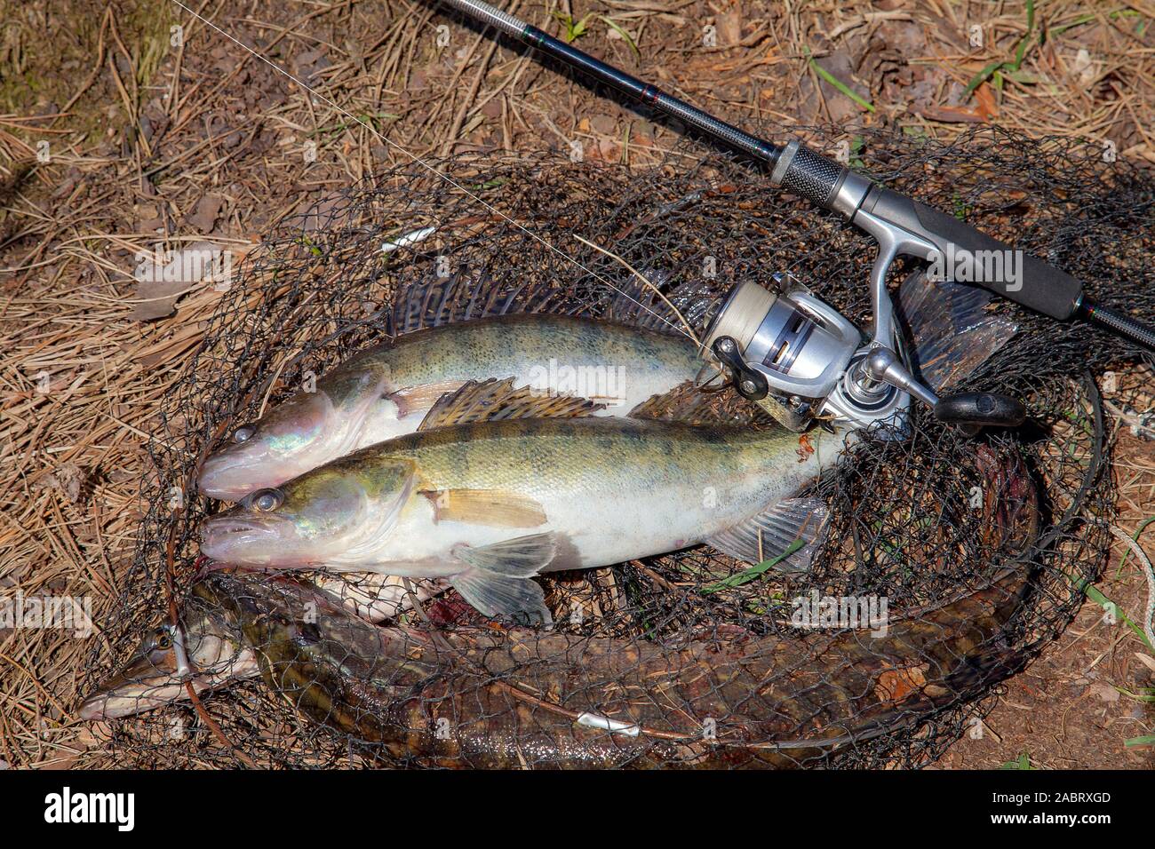 Concept de la pêche de capture, un trophée - deux gros poissons d'eau douce  sandre Sander lucioperca savent comme tout juste de prendre de l'eau et la  canne à pêche avec le