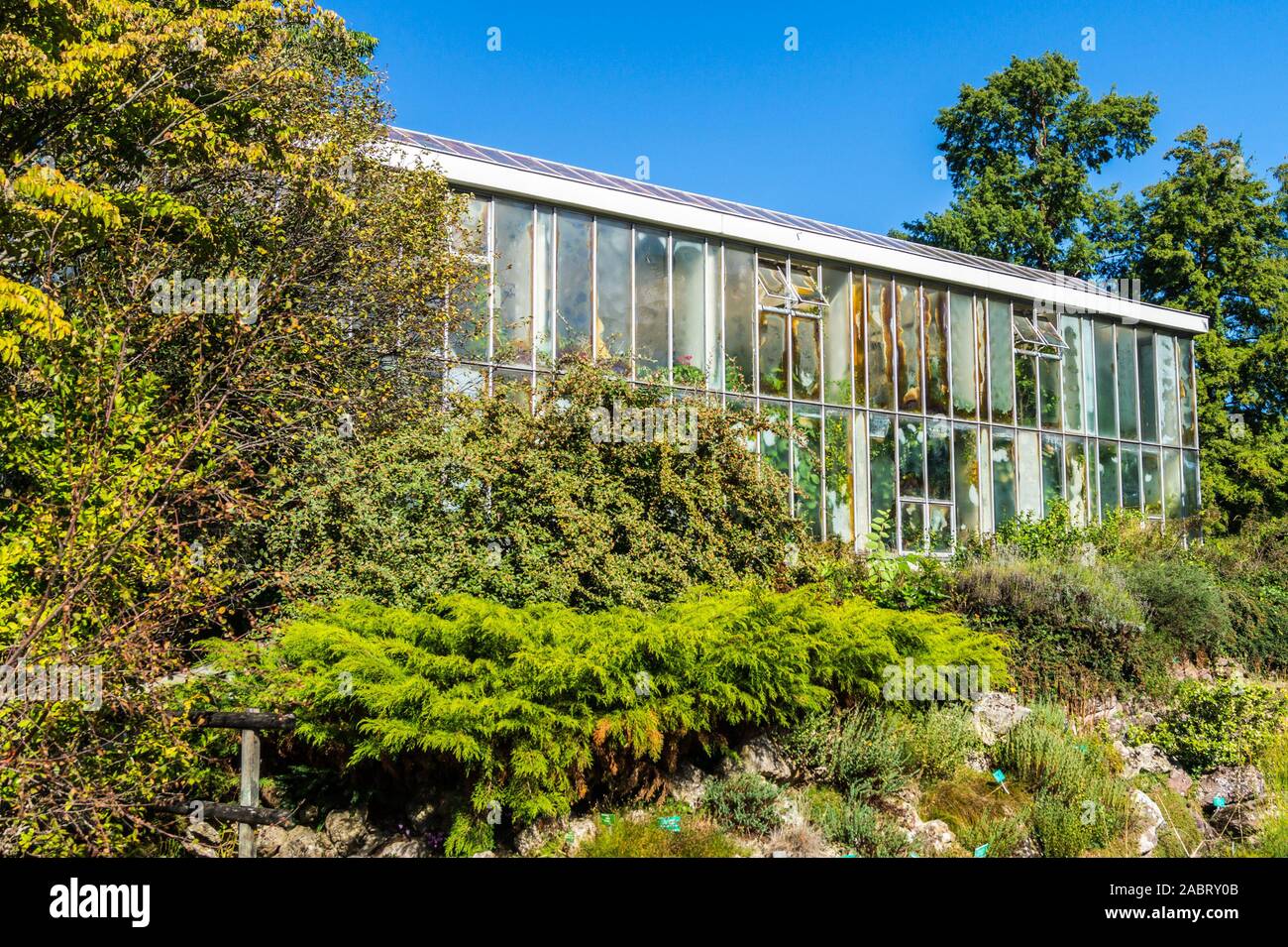 Serre tropicale, 1967, le Jardin botanique de l'Université de Strasbourg, Alsace, Grand Est, France Banque D'Images