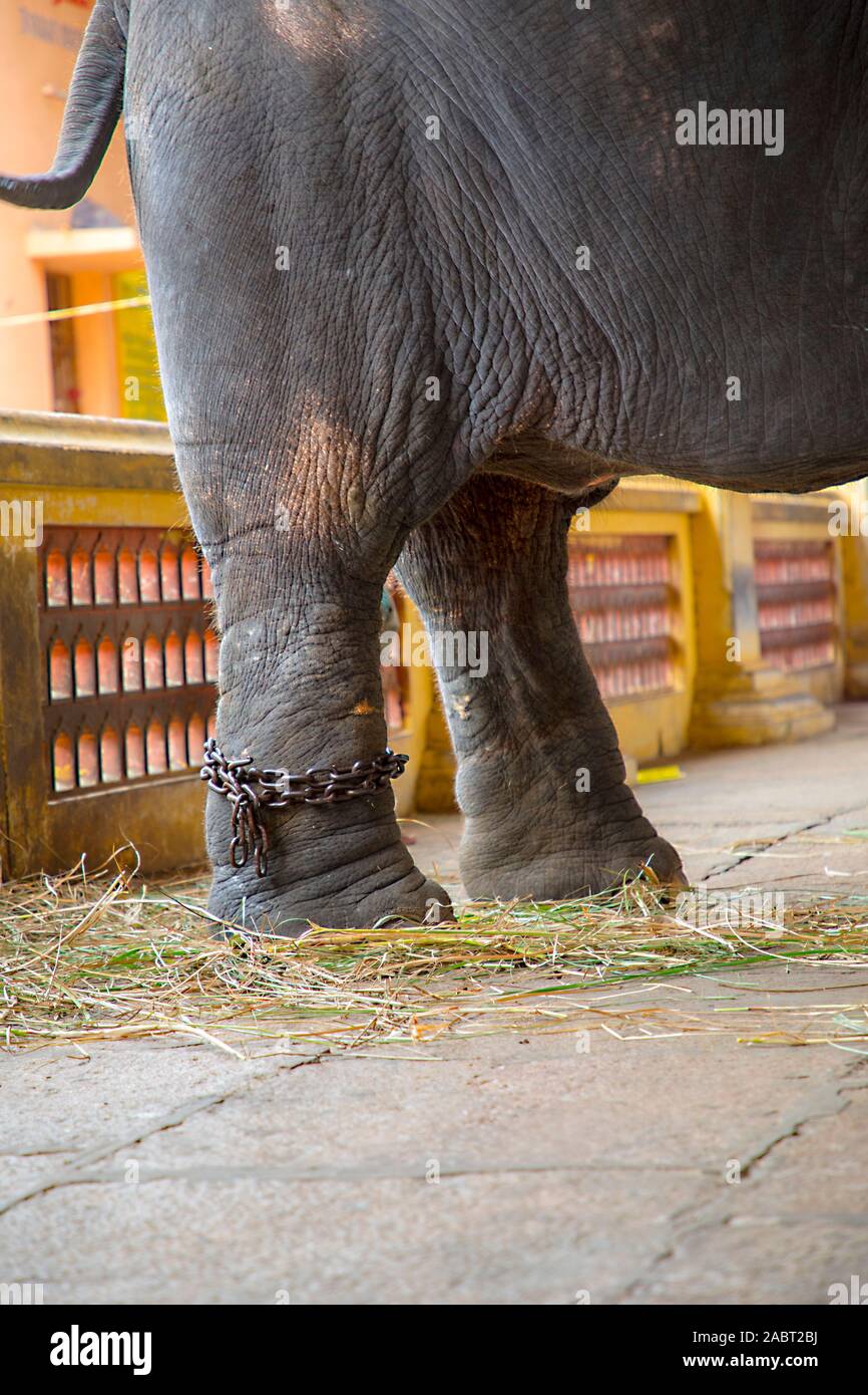 Pied d'éléphant attaché à une chaîne en métal Banque D'Images