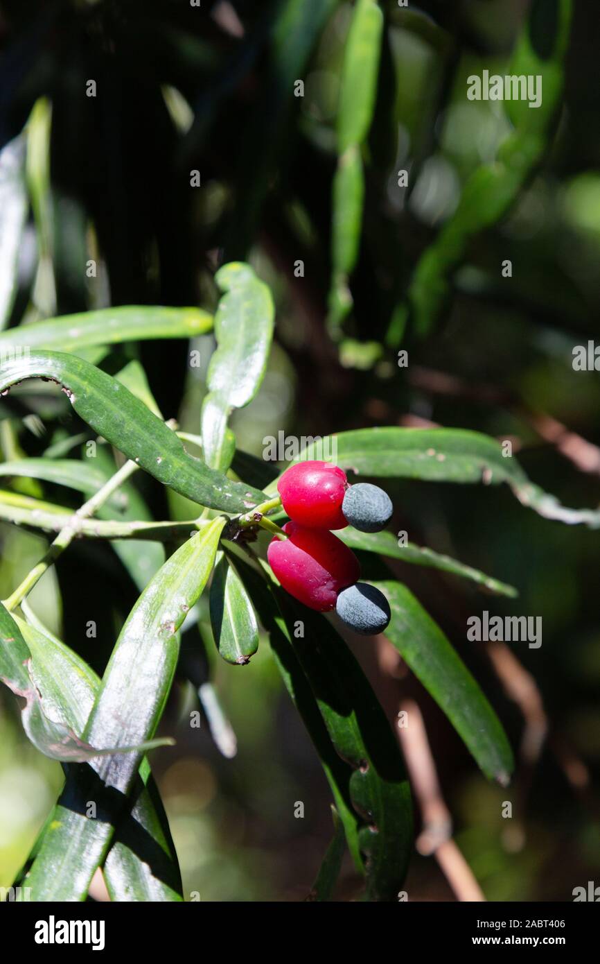Fruits et feuilles du pin bouddhiste (Podocarpus macrophyllus), alias pin de Yew, Kumasaki ou juif japonais, gros plan. Banque D'Images