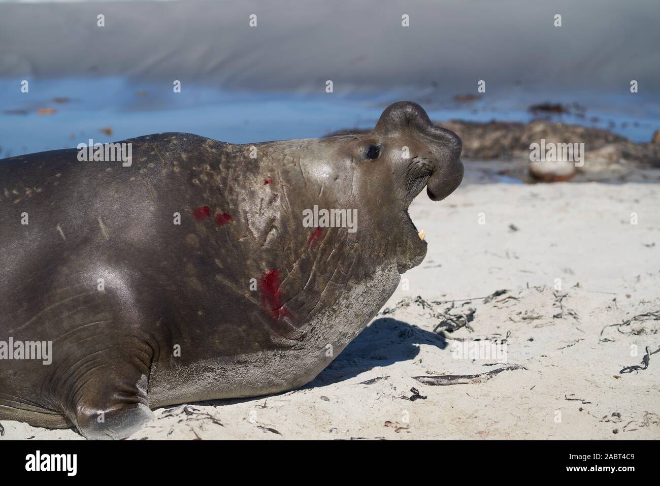 Le Sud de l'homme éléphant de mer (Mirounga leonina) avec la bouche ouverte et roaring pendant la saison de reproduction sur l'île de Sea Lion dans les îles Falkland. Banque D'Images