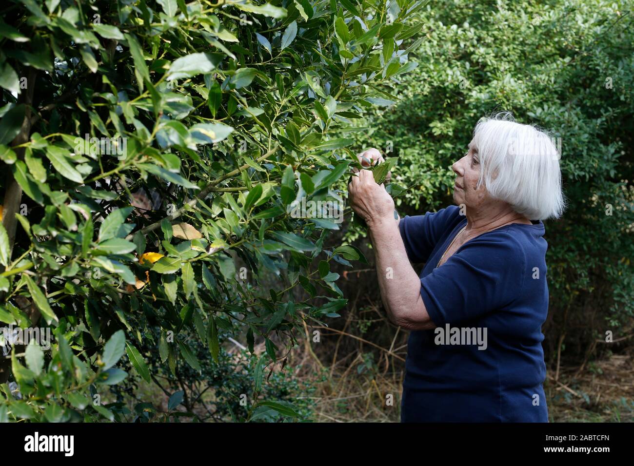 Woman picking les feuilles de laurier, en Normandie, en France. Banque D'Images