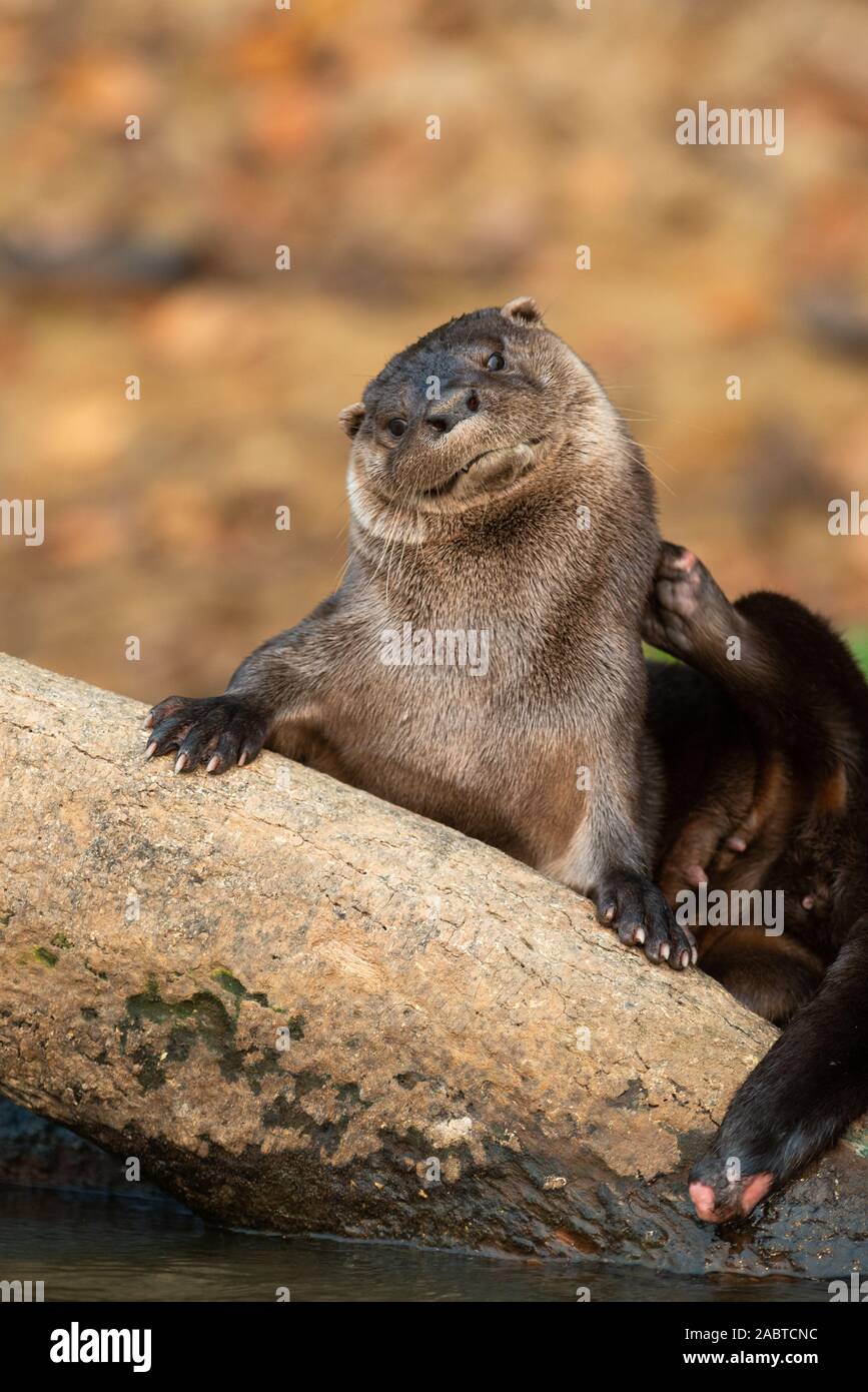 Une loutre néotropicale (Lontra longicaudis) du Sud Pantanal, Brésil Banque D'Images