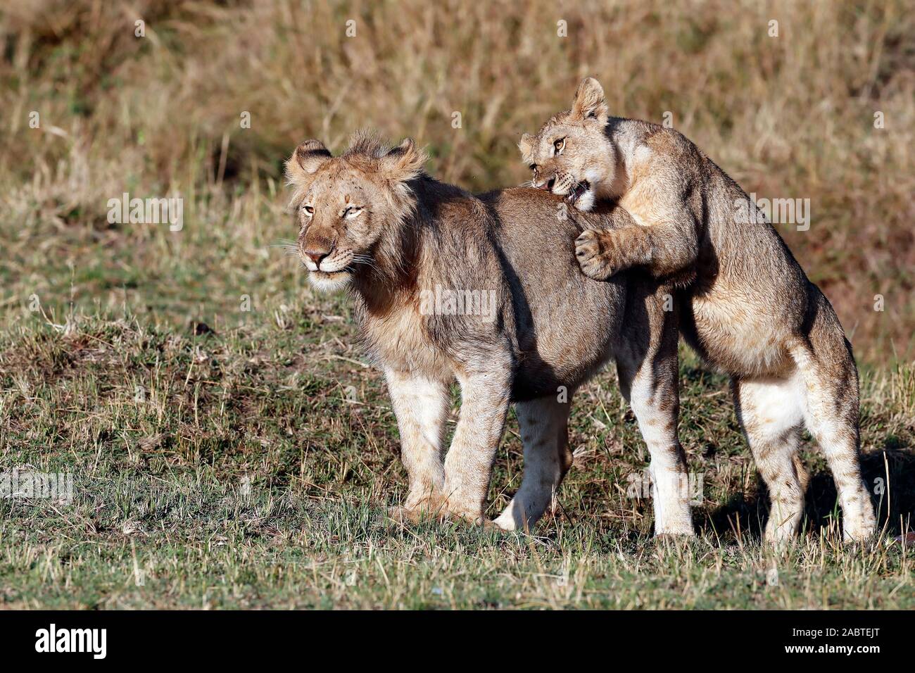 Lion cubs (Panthera leo) jouant dans la savane. Le Masai Mara National Park. Au Kenya. Banque D'Images