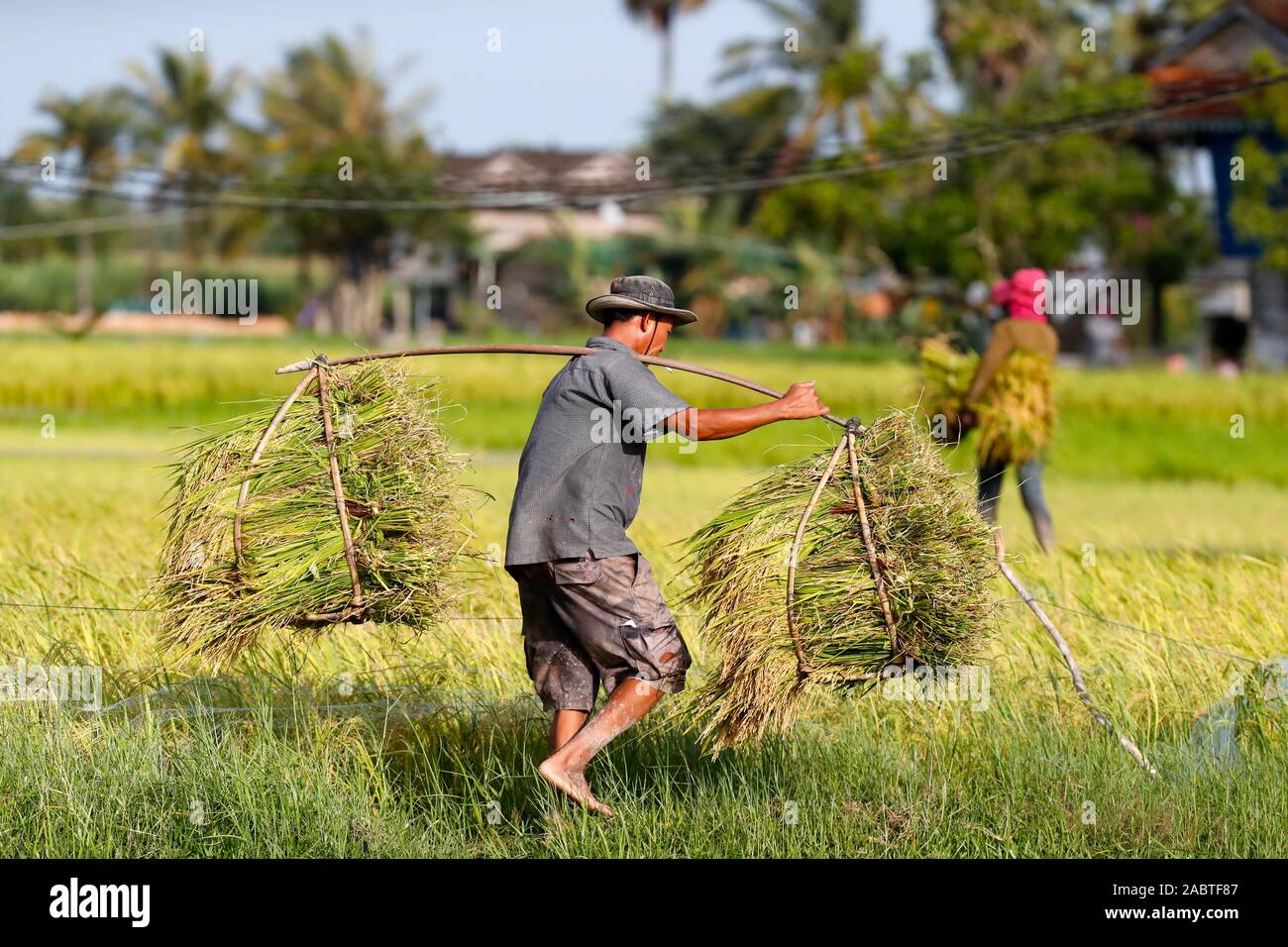 Agriculteur de champ de riz. Kep. Le Cambodge. Banque D'Images