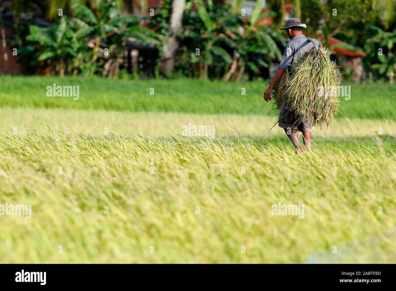 Agriculteur de champ de riz. Kep. Le Cambodge. Banque D'Images
