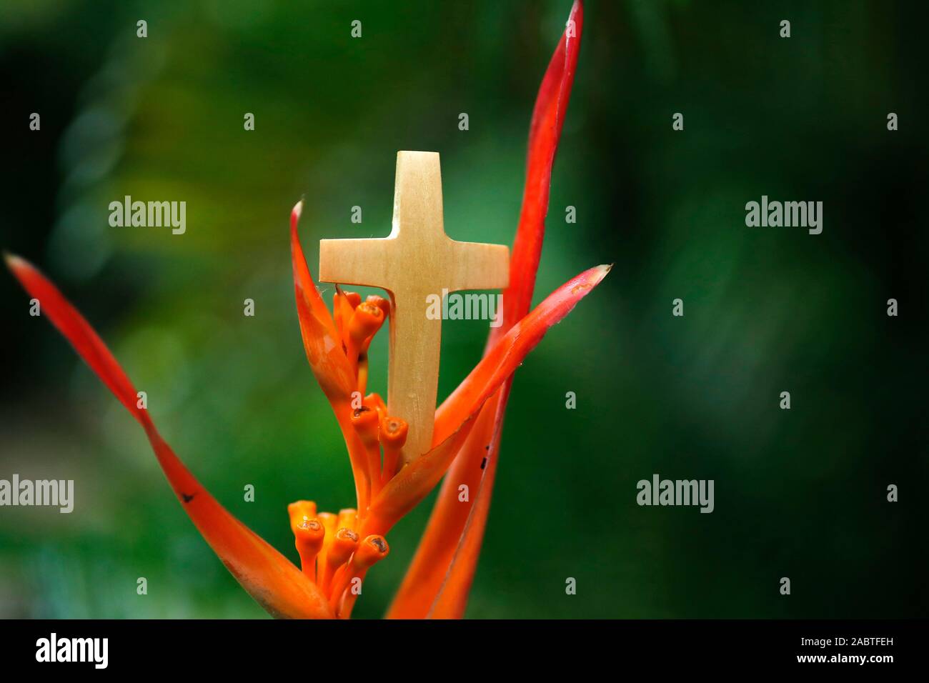 Croix chrétienne sur un oiseau de paradis (fleur ). Kep. Le Cambodge. Banque D'Images