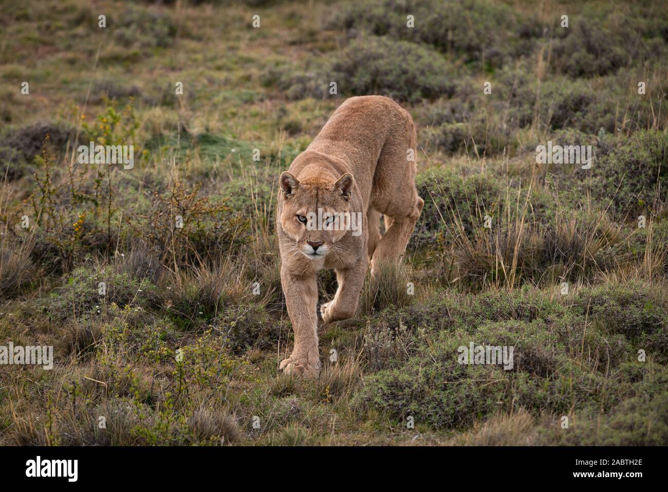 Un homme Puma (Puma concolor) du Parc National Torres del Paine, Chili  Photo Stock - Alamy