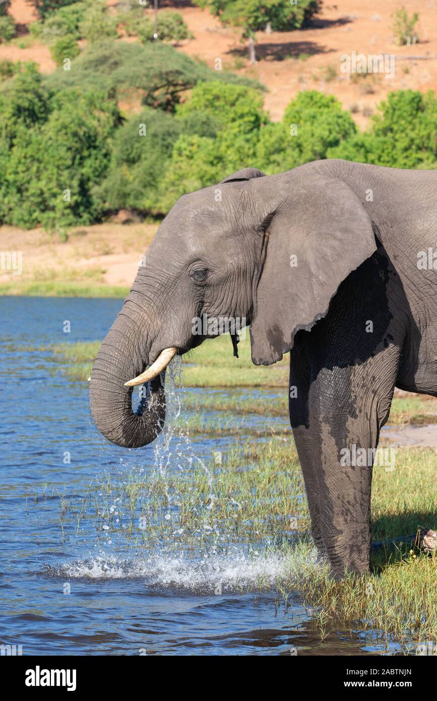 Portrait de l'éléphant d'une eau potable de la rivière Chobe Banque D'Images