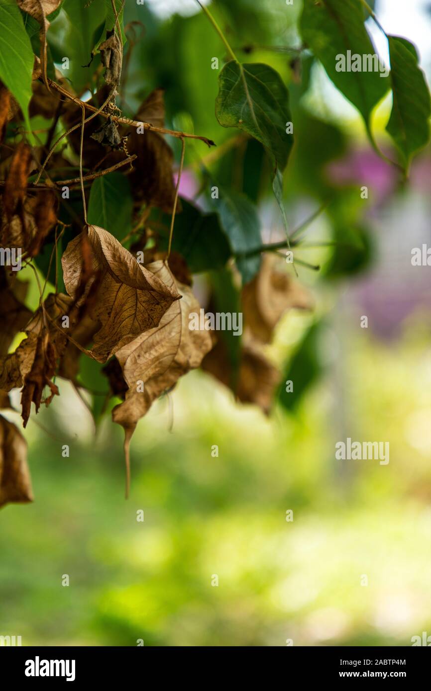 Feuilles vertes sur le fond vert Banque D'Images