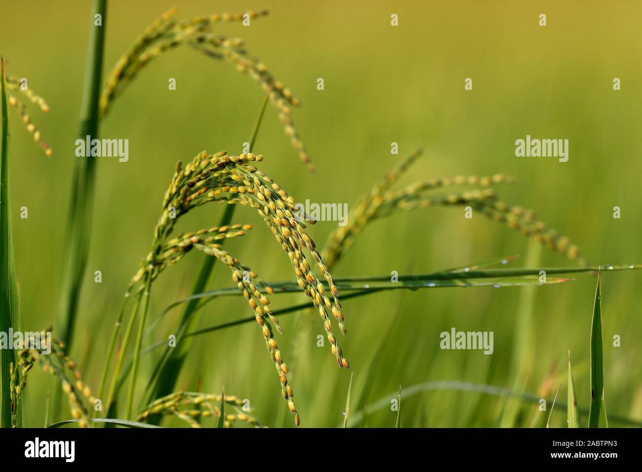 L'agriculture. Champ de riz vert. Grain de riz prêt pour la récolte. Hoi An. Le Vietnam. Banque D'Images