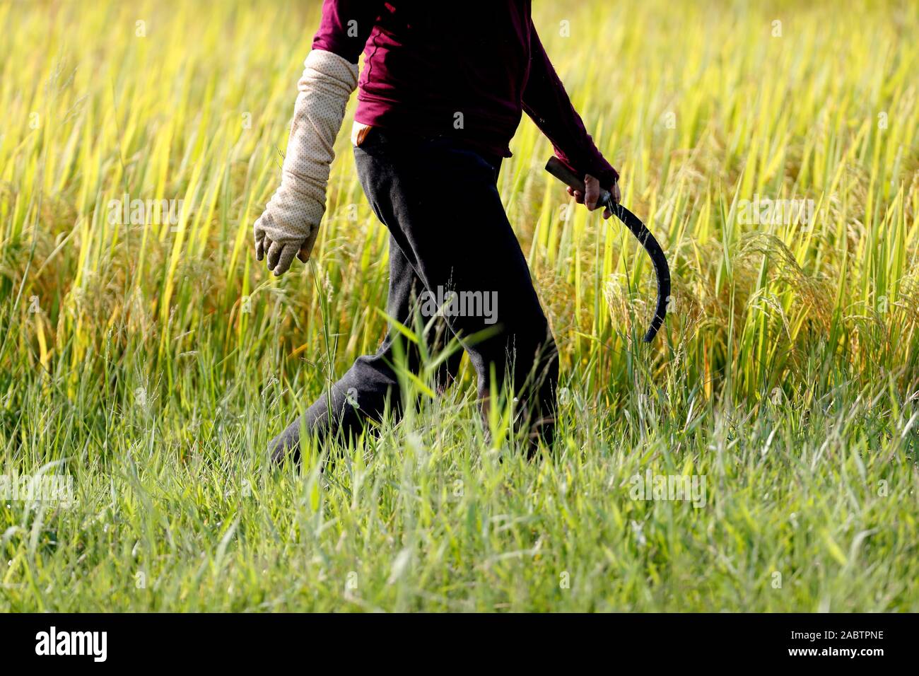 L'agriculture. Vietnamienne travaillant dans un champ de riz. Hoi An. Le Vietnam. Banque D'Images