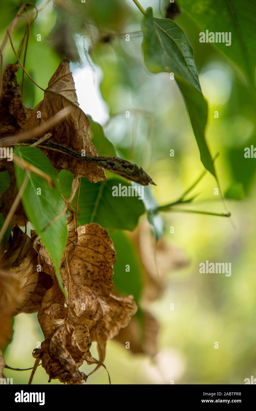 Sec morts asiatique vert serpent de vigne Banque D'Images