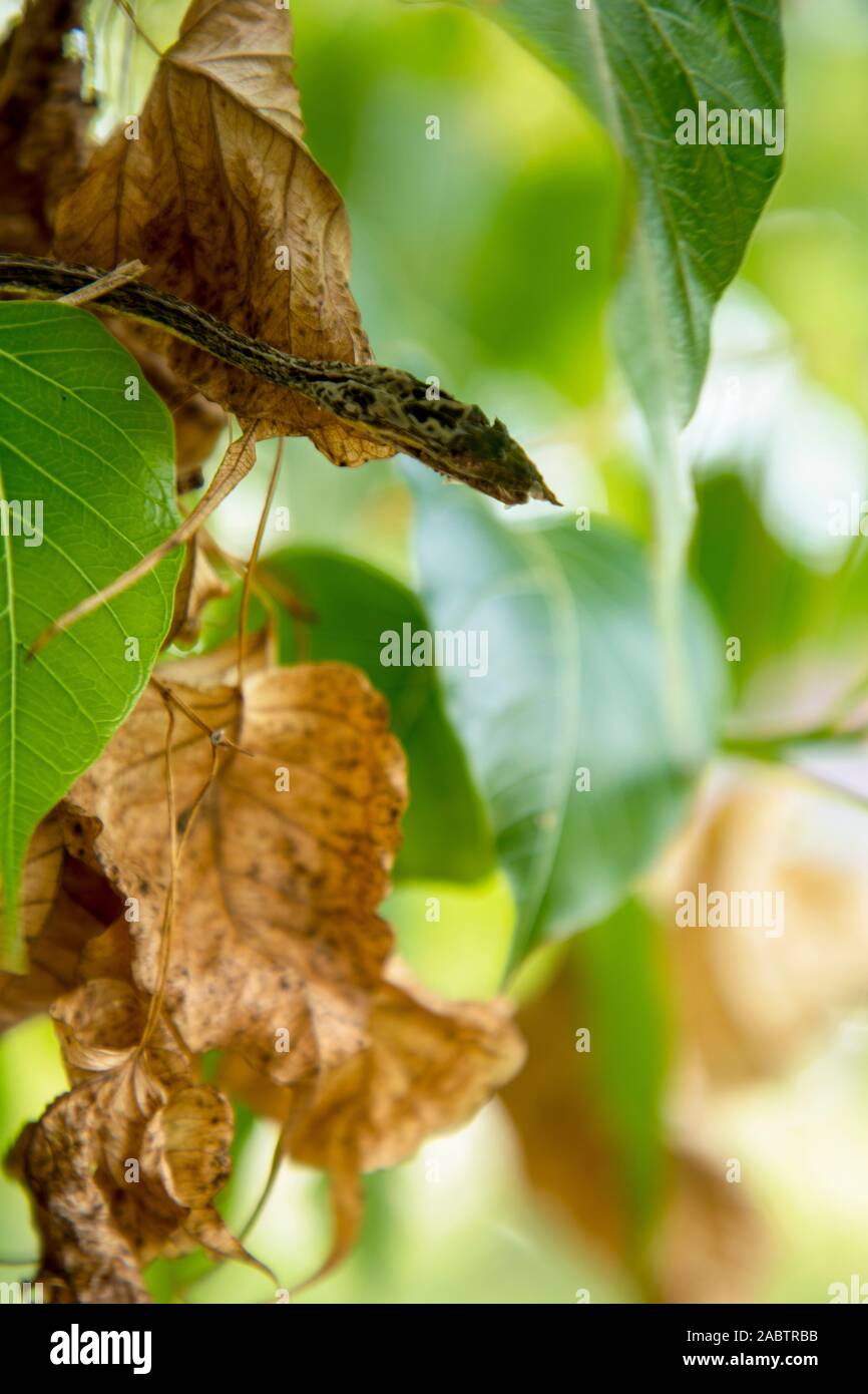 Sec morts asiatique vert serpent de vigne Banque D'Images