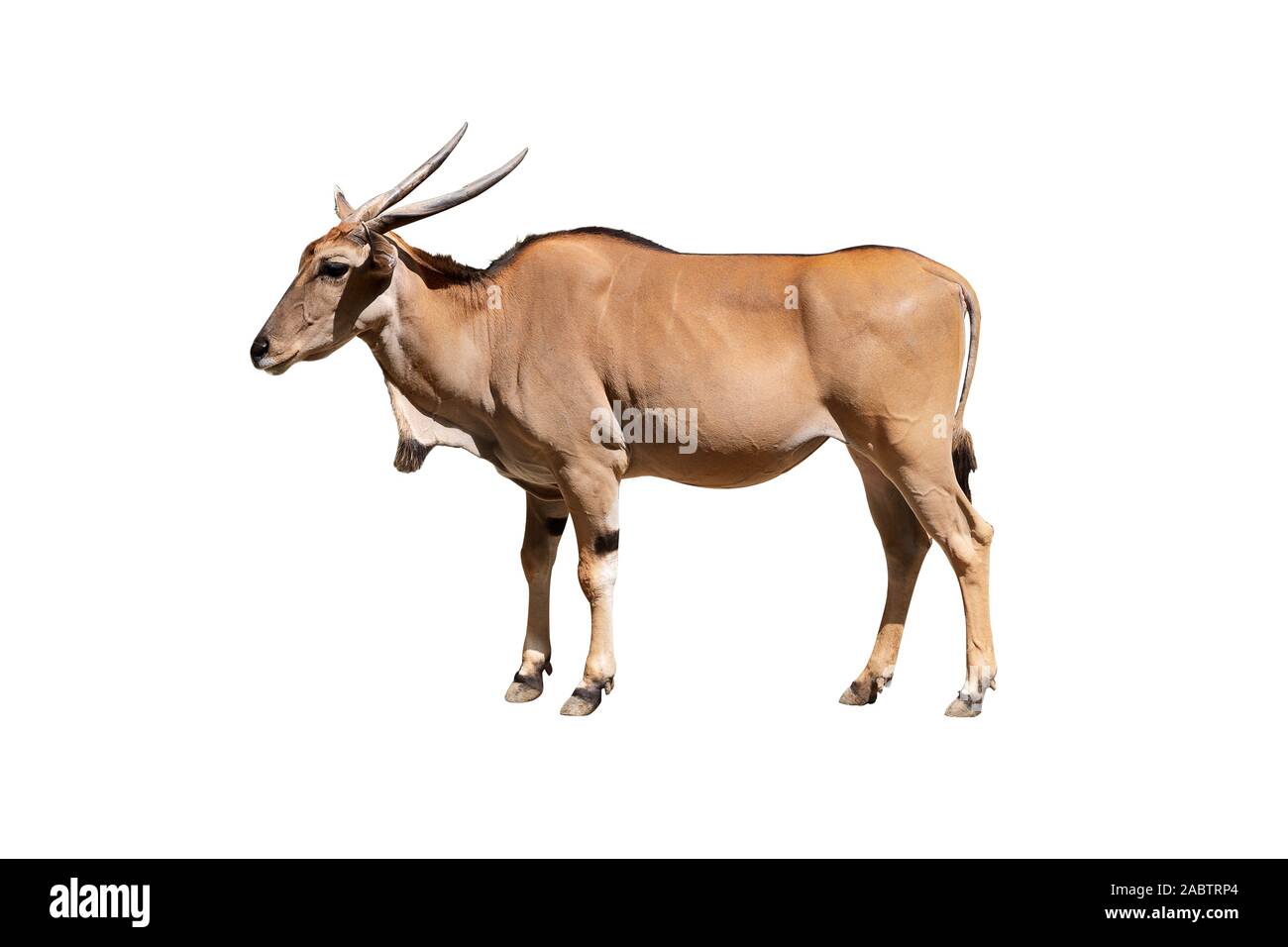 Eland antelope isolé sur fond blanc. Également connu sous le nom de Kanna c'est la plus grande antilope. Banque D'Images