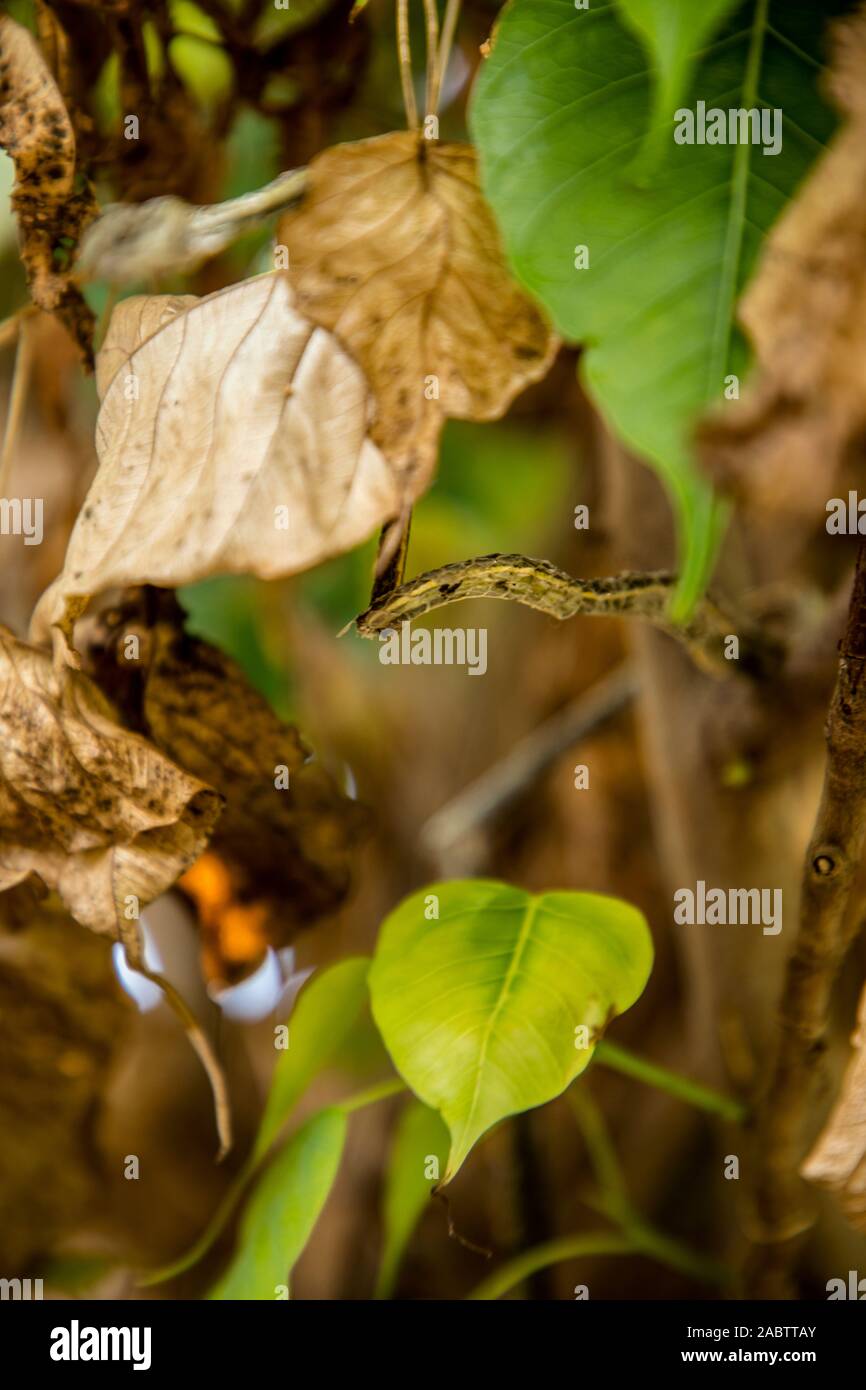 Sec morts asiatique vert serpent de vigne Banque D'Images