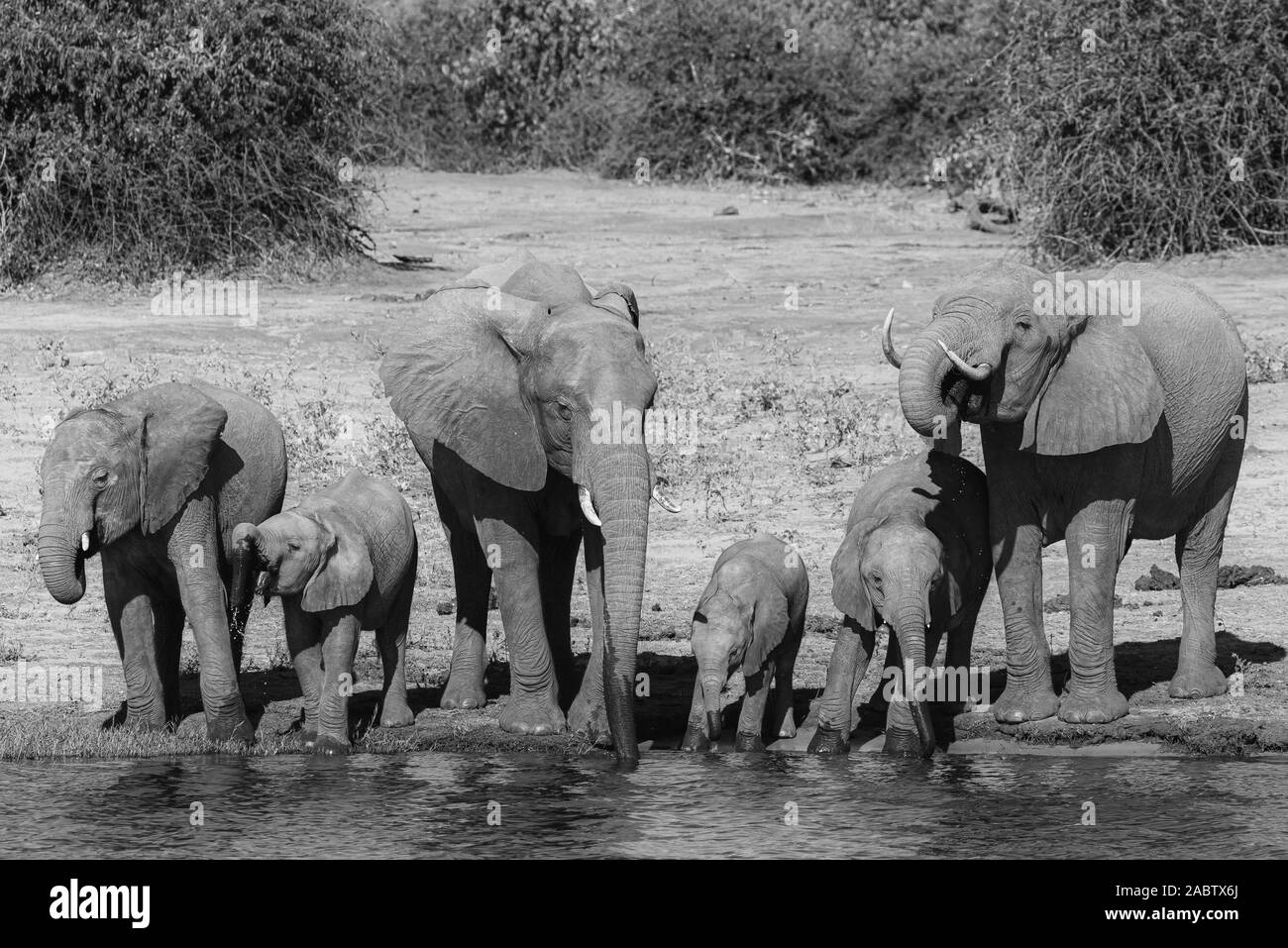 Un groupe d'éléphants à côté de l'eau dinking rivière Chobe Banque D'Images