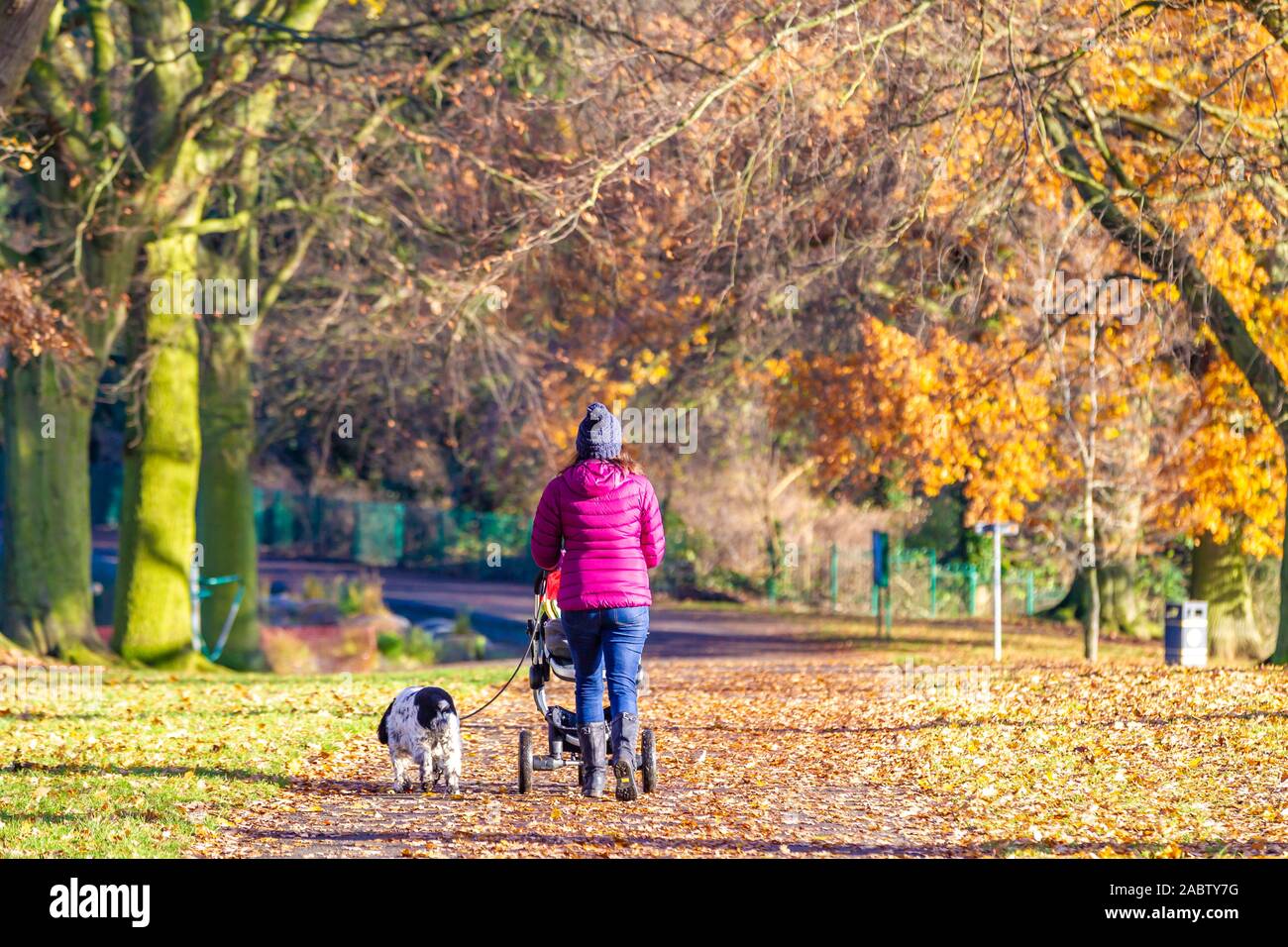 Northampton, Royaume-Uni, la météo, le 29 novembre 2019, Parc, un lumineux Abington matin ensoleillé pour le peuple hors promenade de chiens dans le parc il makiing une belle cha Banque D'Images