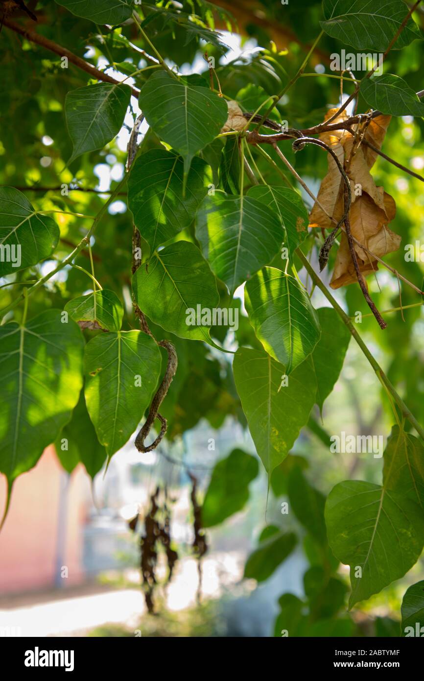 Serpent de vigne verte sur l'arbre des feuilles vert serpent vert tête,direction Banque D'Images