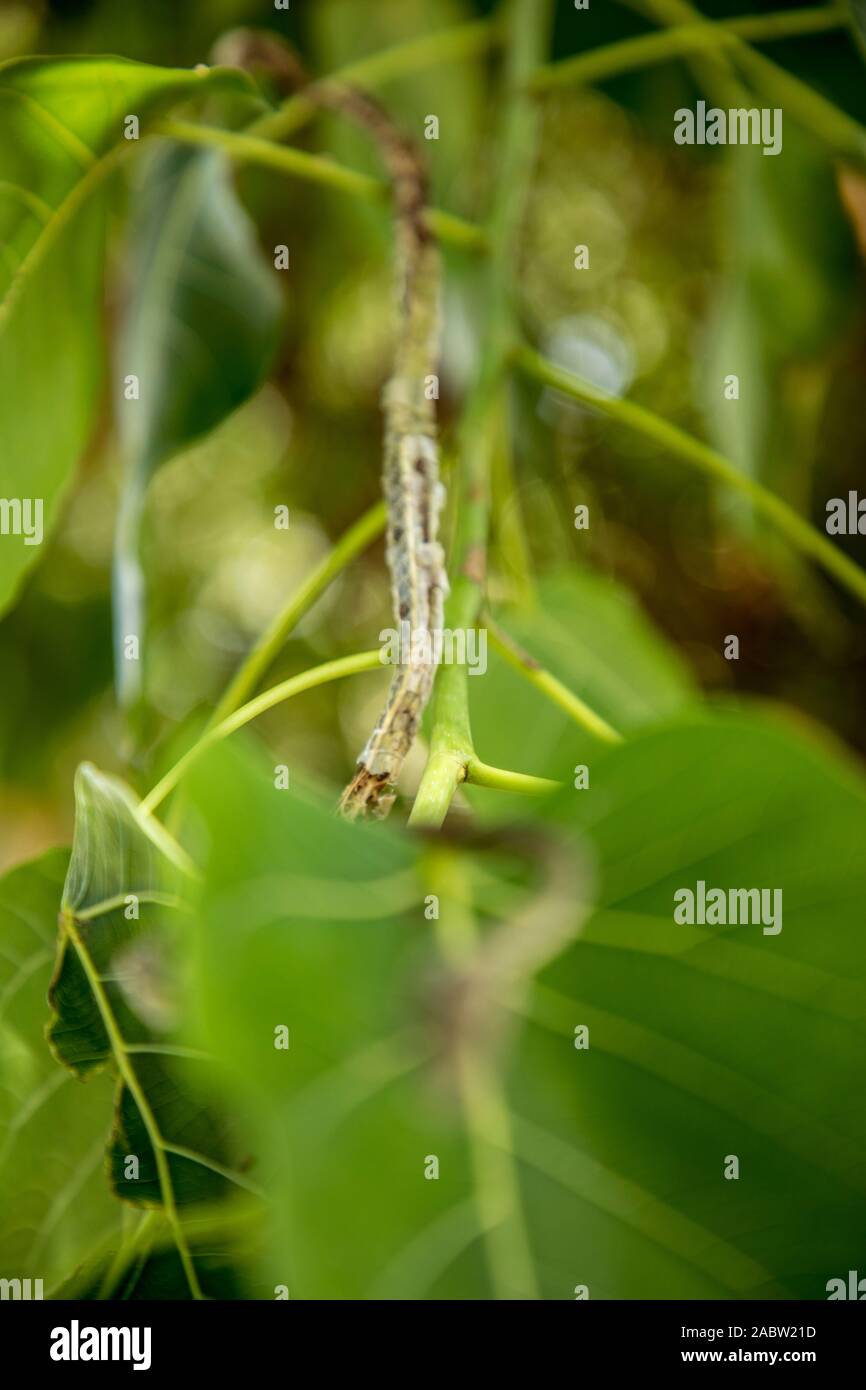 Mignon petit serpent vert(whip Oriental serpent) sur l'arbre des feuilles nature vert tropical Banque D'Images