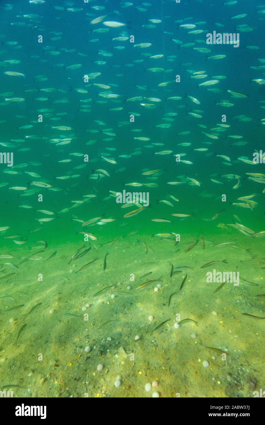 Une école d'Alburnoides bipunctatus, connue vernaculairement comme le schneider, spirlin, sombre, riffle Minnow, dans le lac Soderica, Croatie Banque D'Images