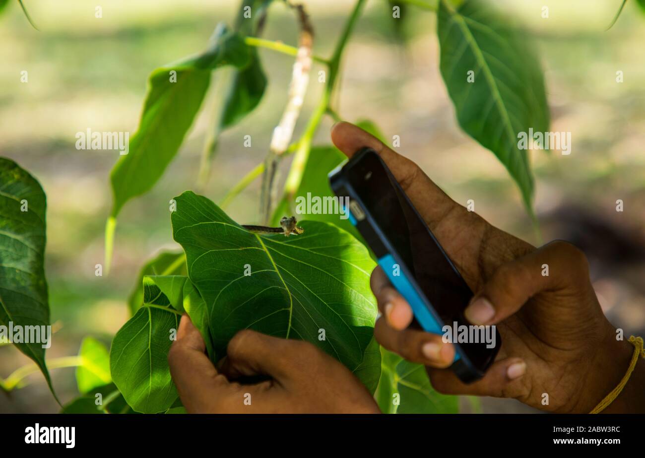 Un homme à l'aide d'un téléphone intelligent à la prise de photos de serpent de vigne verte Banque D'Images