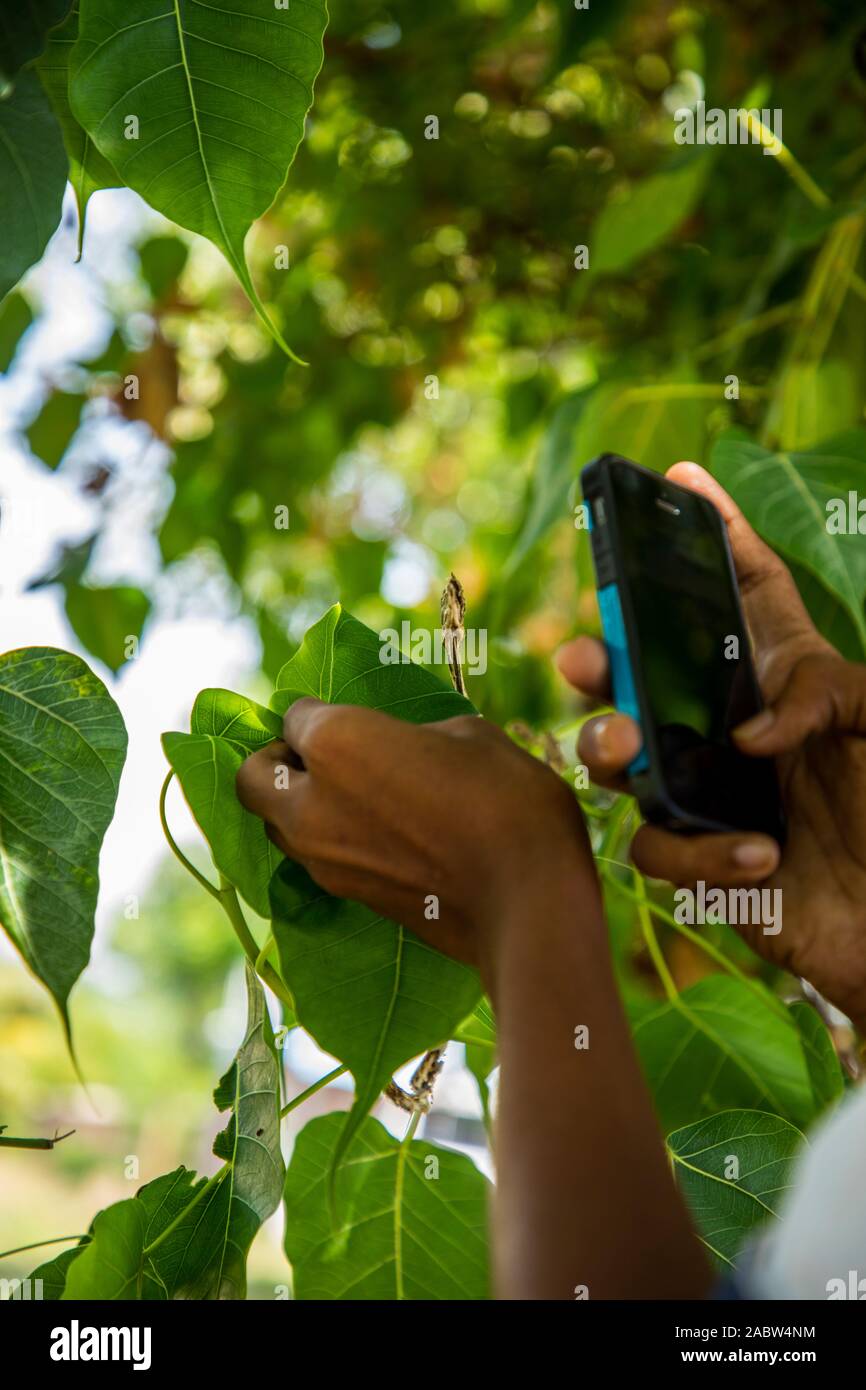 Un homme à l'aide d'un téléphone intelligent à la prise de photos de serpent de vigne verte Banque D'Images