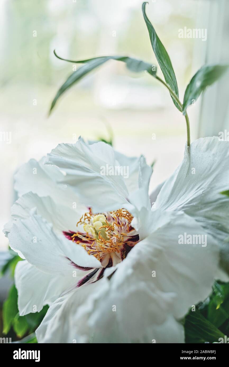 Arbre généalogique blanche fleur de pivoine Paeonia suffruticosa, Feng Dan', 'Phoenix blanc Banque D'Images