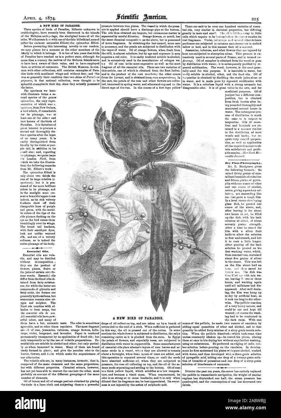 Un nouvel oiseau de paradis. Les huiles essentielles. Un nouvel oiseau de paradis. Plaque sèche. Photographie, Scientific American, 1874-04-04 Banque D'Images