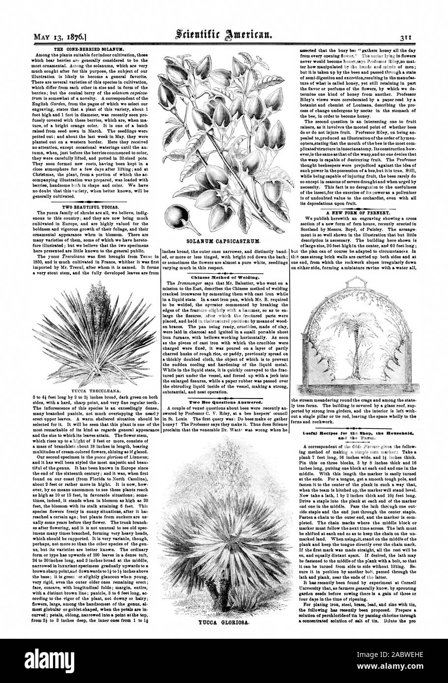 Le lattis et plank près des extrémités de ce dernier. Il a récemment été découvert par l'expérience de l'Université Cornell, que les agriculteurs savent généralement par la germination des graines avant semis jardin il y a un gain de trois ou quatre jours à l'époque de maturation. solution d'perchloriderof tin en passant par le chlore du Yucca Gloriosa., Scientific American, 1876-05-13 Banque D'Images