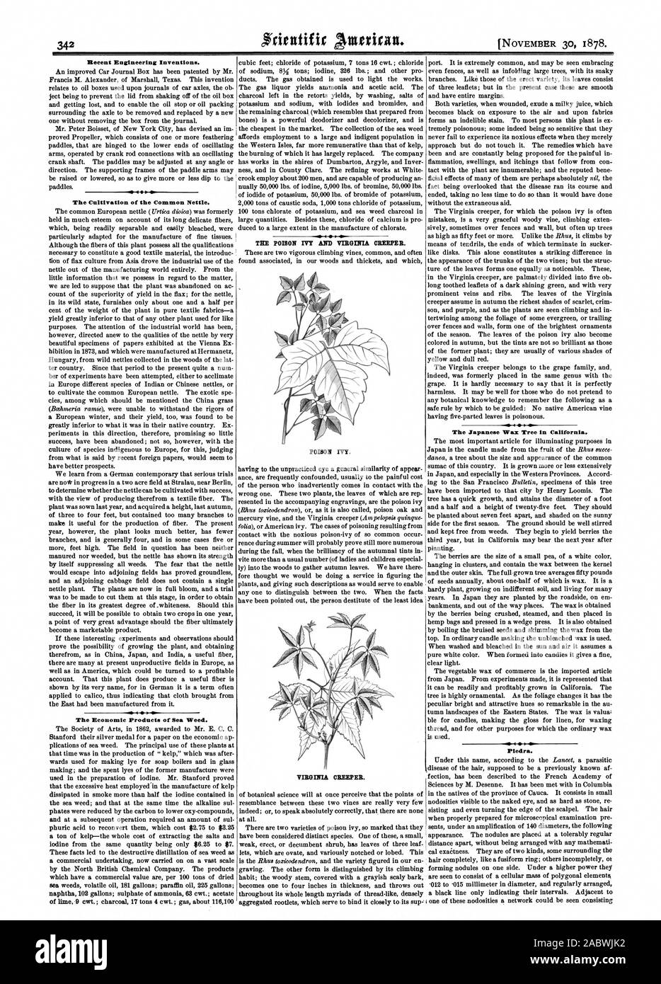 Les inventions techniques récentes lèvre. La culture de l'ortie commune. Les produits économiques de mauvaises herbes de mer. Le Poison Ivy et VIRGESIA CREWEL Poison Ivy. VIRGINIA CREEPER. L'arbre de cire japonais en Californie. Piedra., Scientific American, 1878-11-30 Banque D'Images