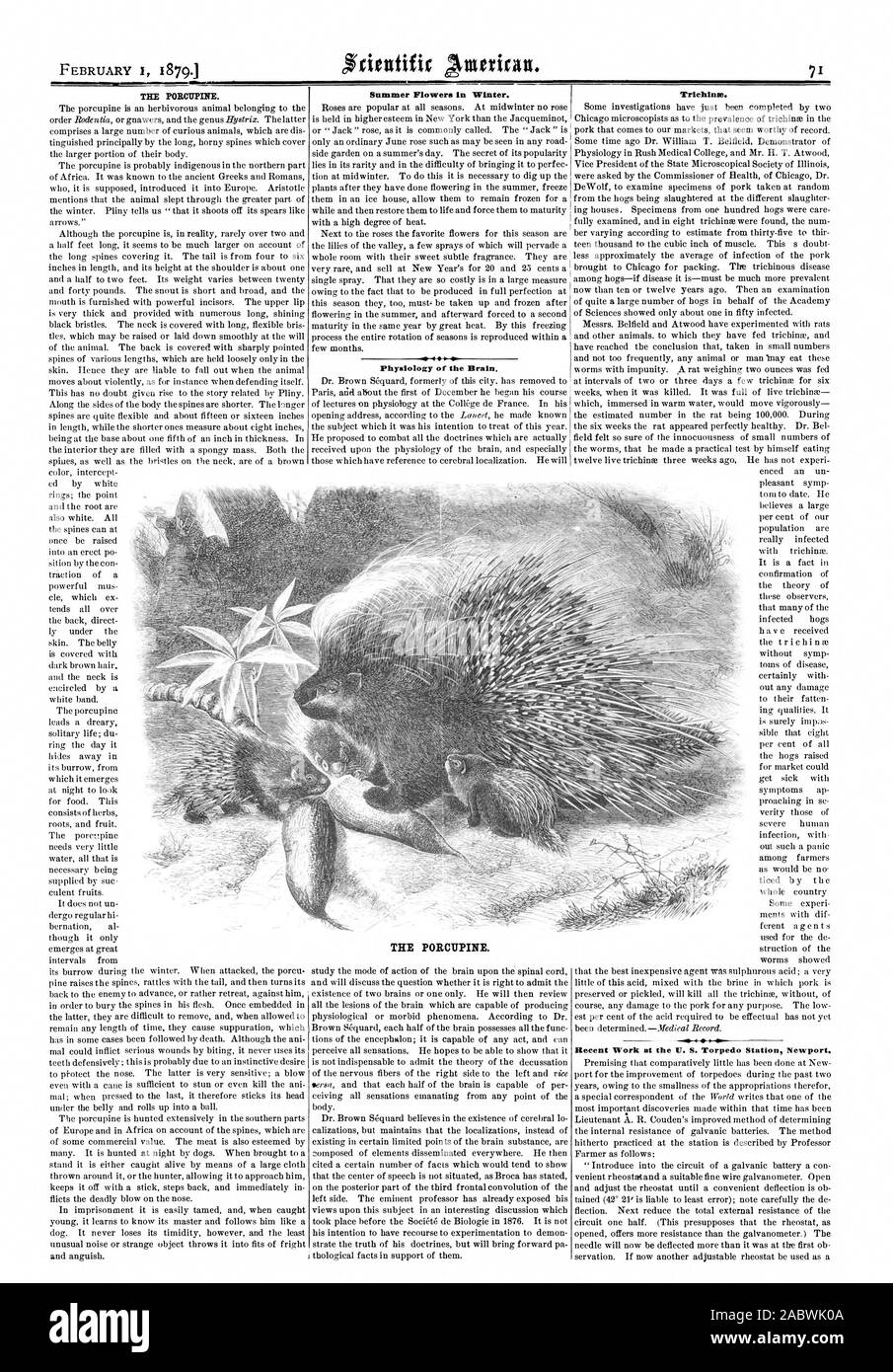 Le porc-épic. Fleurs d'été en hiver. Physiologie du cerveau. Trichinin. Le porc-épic., Scientific American, 1879-02-01 Banque D'Images