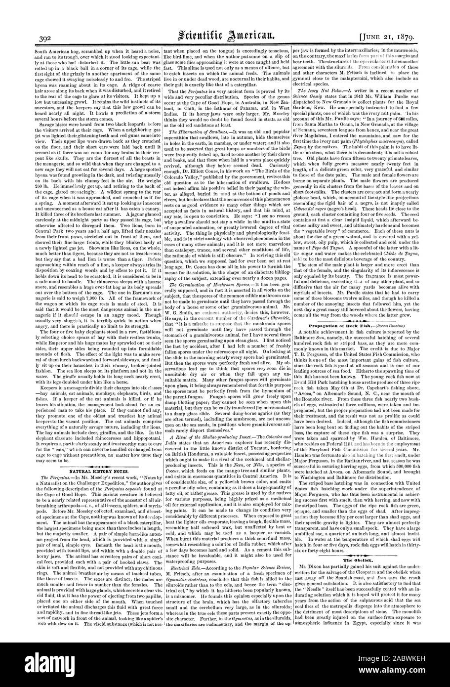 NOTES D'HISTOIRE NATURELLE. L'Obélisque., Scientific American, 1879-06-21 Banque D'Images