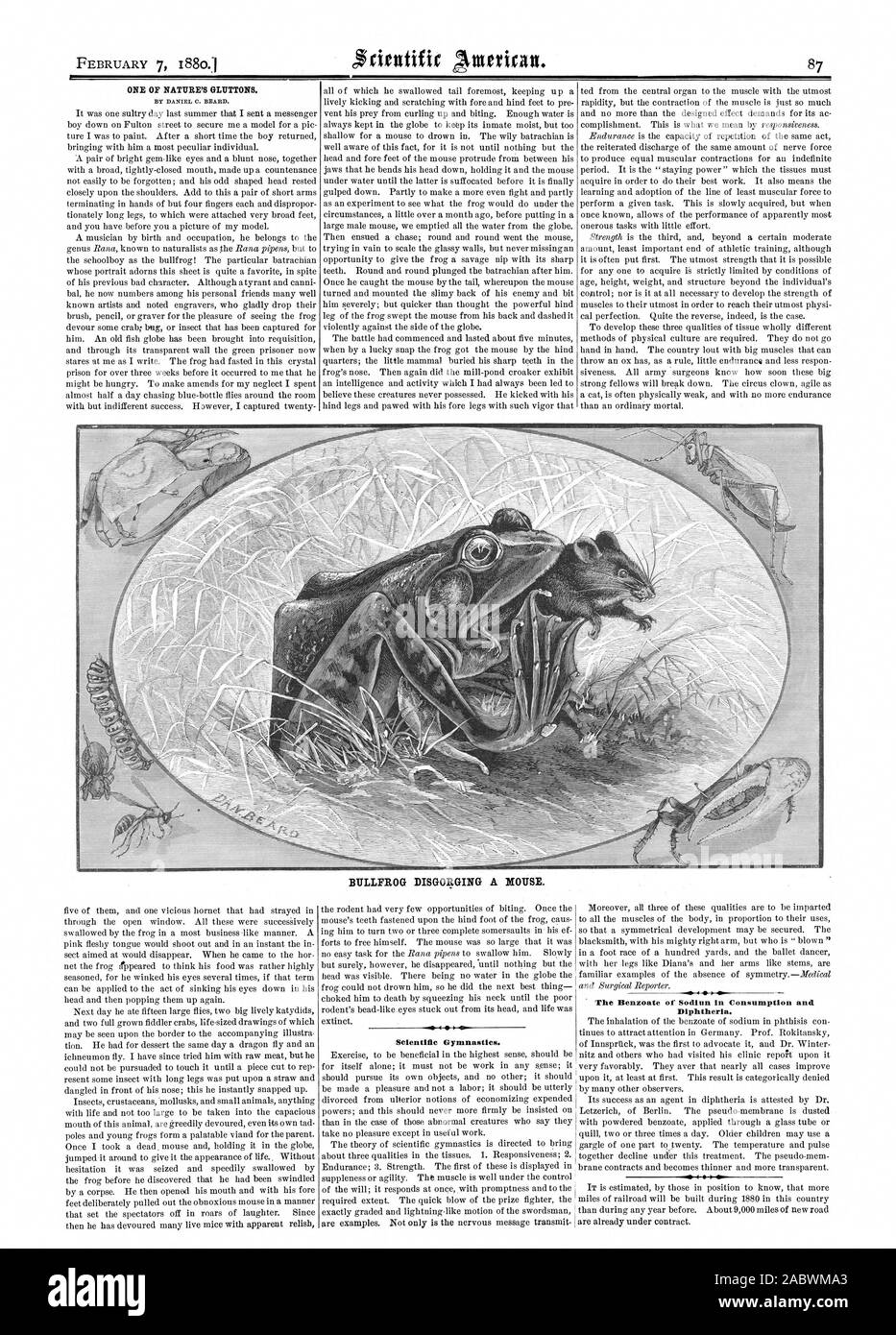 7 février 1880.1 UN DE NATURE'S GLUTTONS. Par DANIEL O. BARBE. BULLFROG DÉGORGEMENT D'UNE SOURIS. Gymnastique scientifique. La diphtérie., Scientific American, 1880-02-07 Banque D'Images