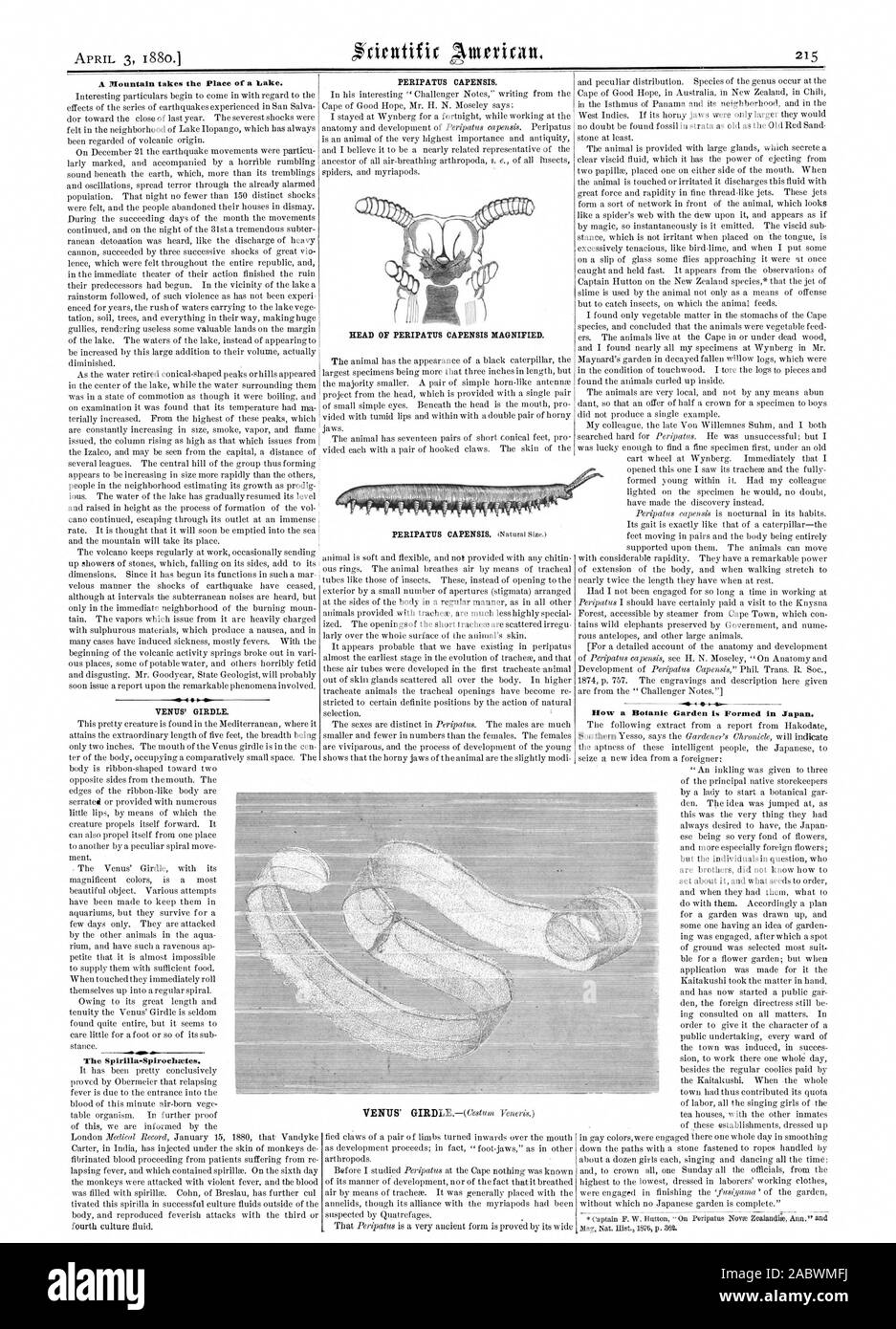 Une montagne prend la place d'un lac. Ceinture de Vénus. Le Spirilla-Spirochtetes. PERIPATITS CAPENSIS. Chef de l'PERIPATITS CAPENSIS agrandie. Comment un jardin botanique est formé au Japon., Scientific American, 1880-04-03 Banque D'Images