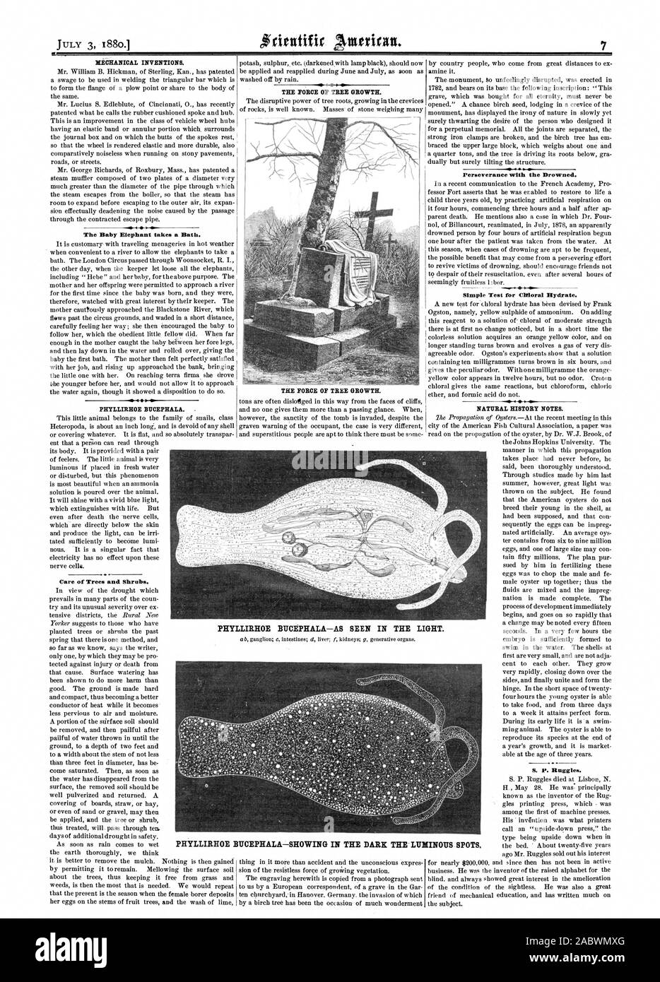Des inventions mécaniques. Le bébé éléphant prend un bain. PHYLLIRHOE BUCEPHALA. Entretien des arbres et arbustes. La vigueur de la croissance des arbres. La vigueur de la croissance des arbres. La persévérance avec les noyés. Test simple pour l'Hydrate de chloral. NOTES D'HISTOIRE NATURELLE. PHYLLIRHOE BUCEPHALA-COMME ON LE VOIT DANS LA LUMIÈRE. PHYLLIRHOE EUDEPHALA-MONTRANT DANS LE NOIR Les points lumineux., Scientific American, 1880-07-03 Banque D'Images