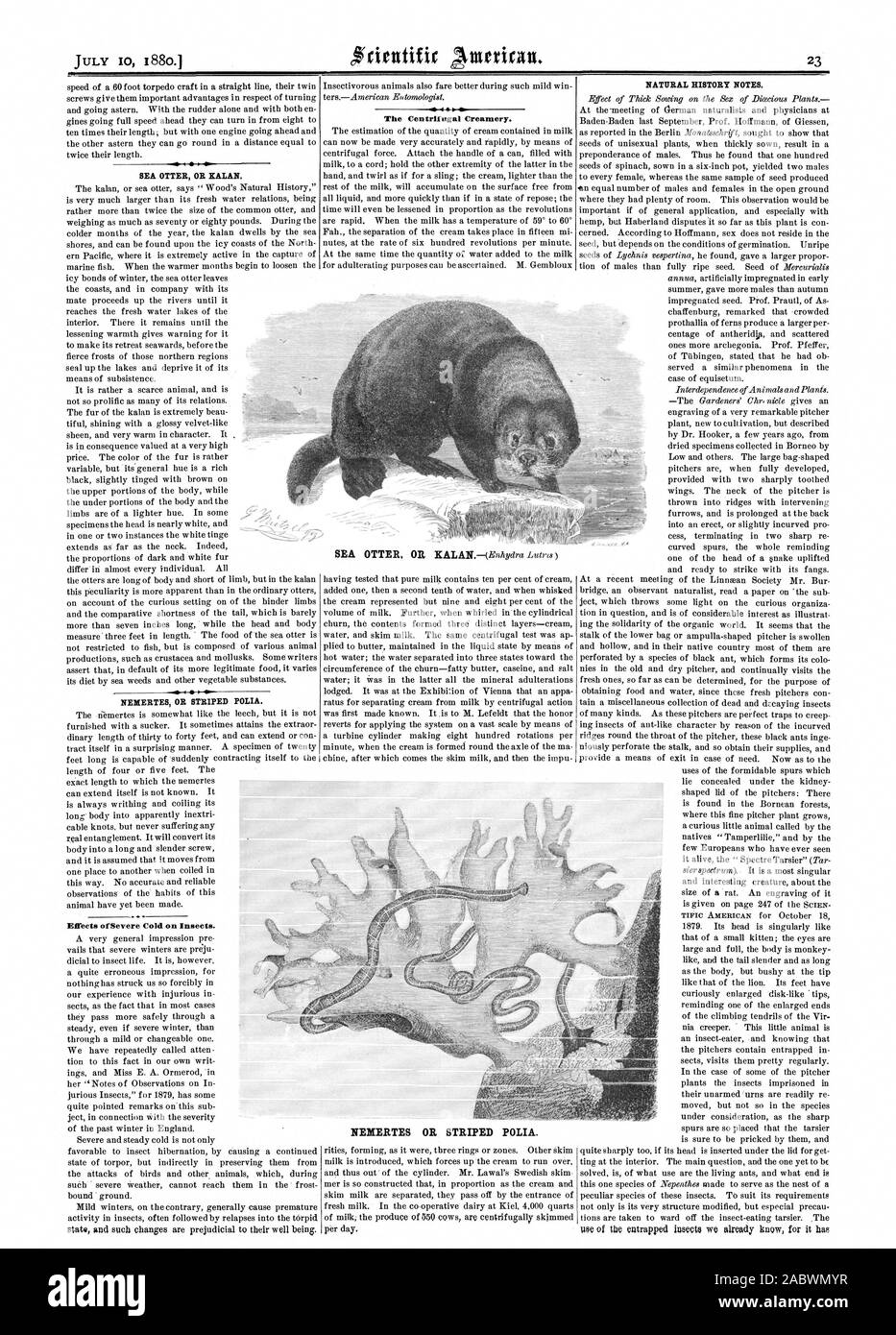 Froid ofSevere Effets sur les insectes. La force centrifuge Creamery. NOTES D'HISTOIRE NATURELLE. La LOUTRE DE MER OU KAMAN. 4b. 4 -4 NEMERTES OU À RAYURES POLIA., Scientific American, 1880-07-10 Banque D'Images