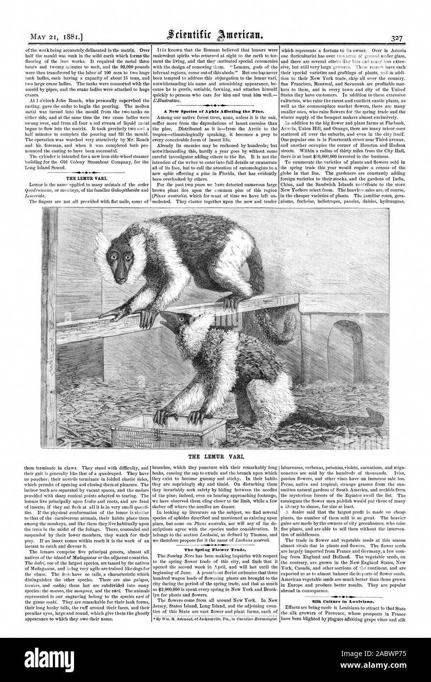 Le Lémurien VARL A. Nouvelles Espèces d'Aphis affectant le pin. Le Lémurien VARI. 314 ::4 rrrrr ll lll 1.1 Le commerce de fleurs de printemps. 4 La culture de la soie en Louisiane., Scientific American, 1881-05-21 Banque D'Images