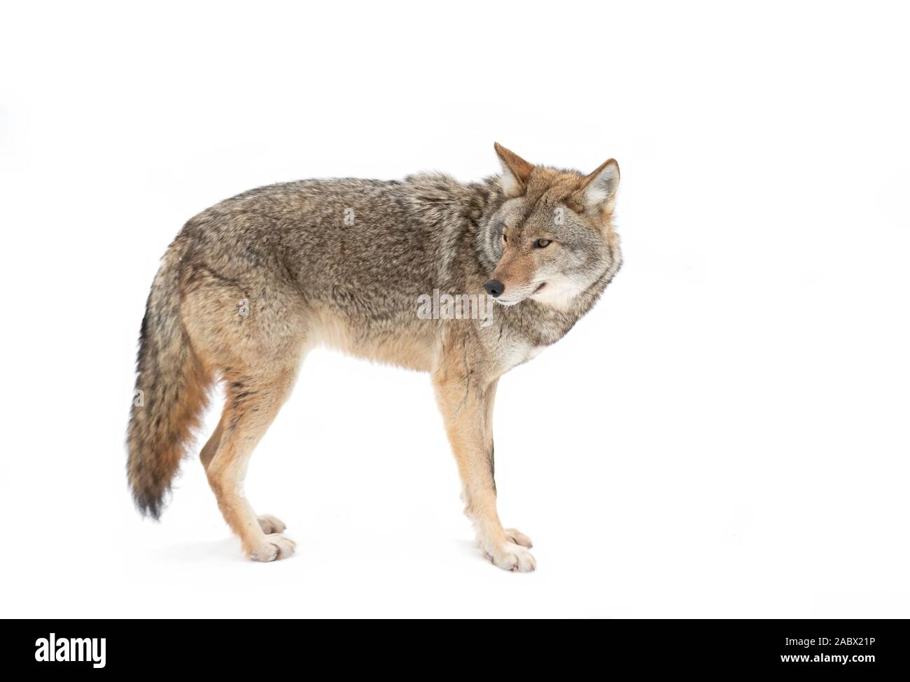 Le dirigeant d'une Coyote Canis latrans isolé sur fond blanc la marche et la chasse dans la neige de l'hiver au Canada Banque D'Images
