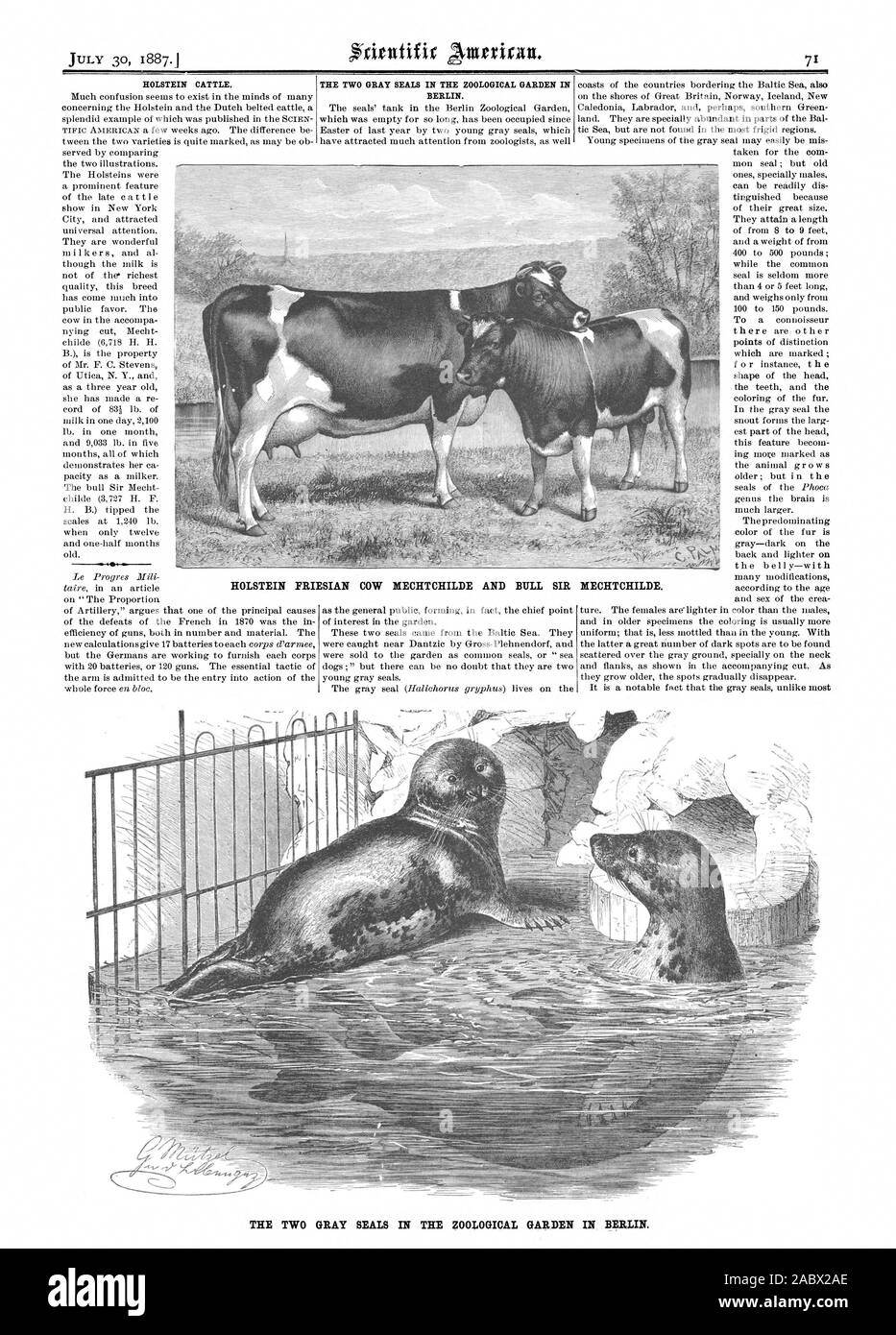 La vache Holstein Friesian ET NECHTCHILDE MECHTCHILDE SIR BULL. Les deux phoques gris dans le jardin zoologique de Berlin., Scientific American, 1887-07-30 Banque D'Images