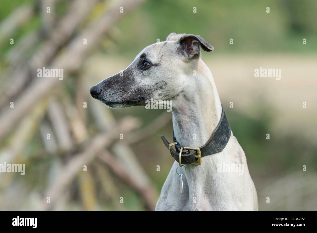 lurcher porte le collier en regardant l'alerte loin de l'appareil photo Banque D'Images